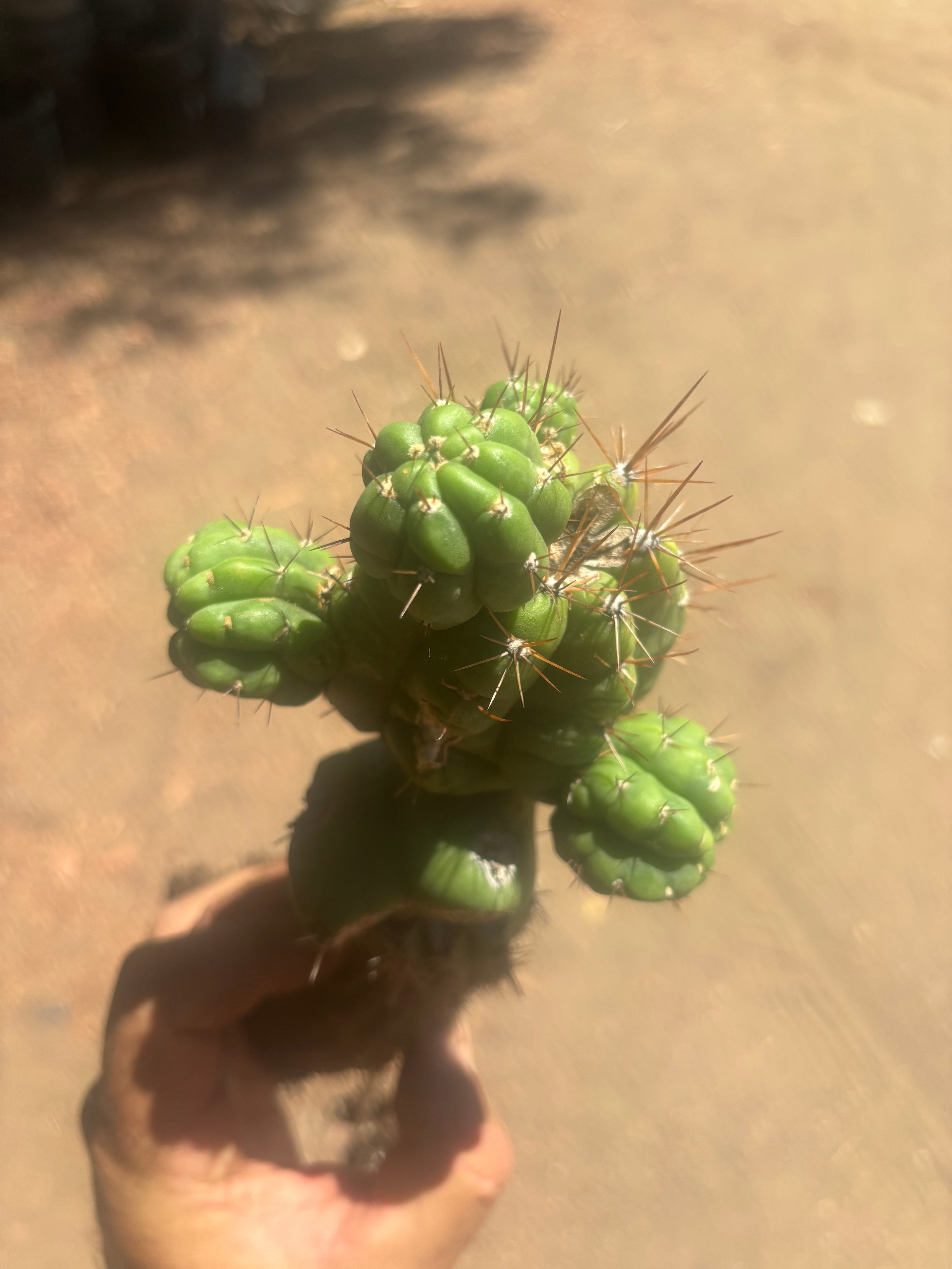 💎👑💎 Havran — Established Multi-Pup Graft on Spachianus