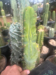 💎👑🌶️ Bruce — 9” Tip