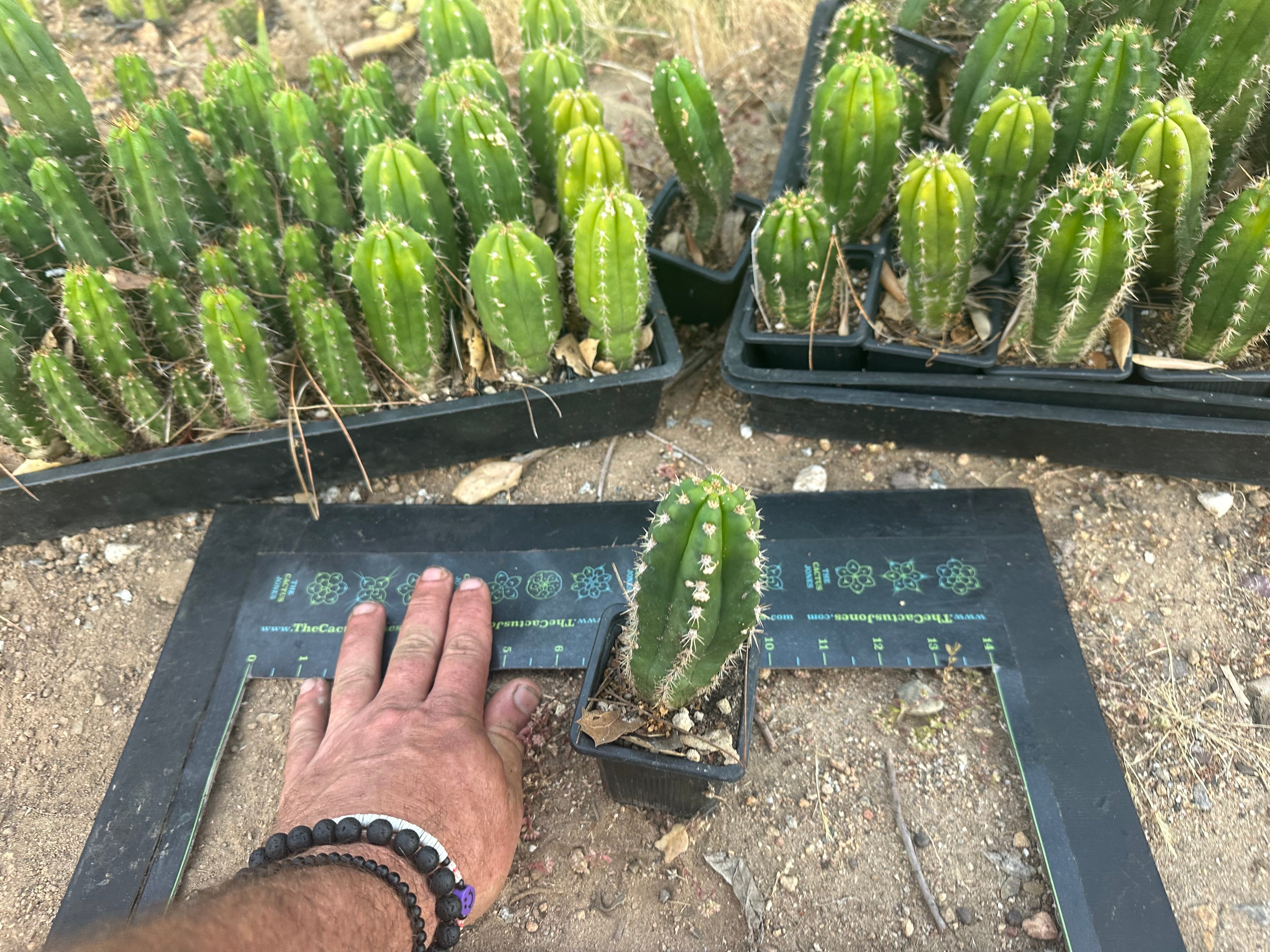 Restocked FREE Add On — Mature Tricho Seedlings — Various Genetics