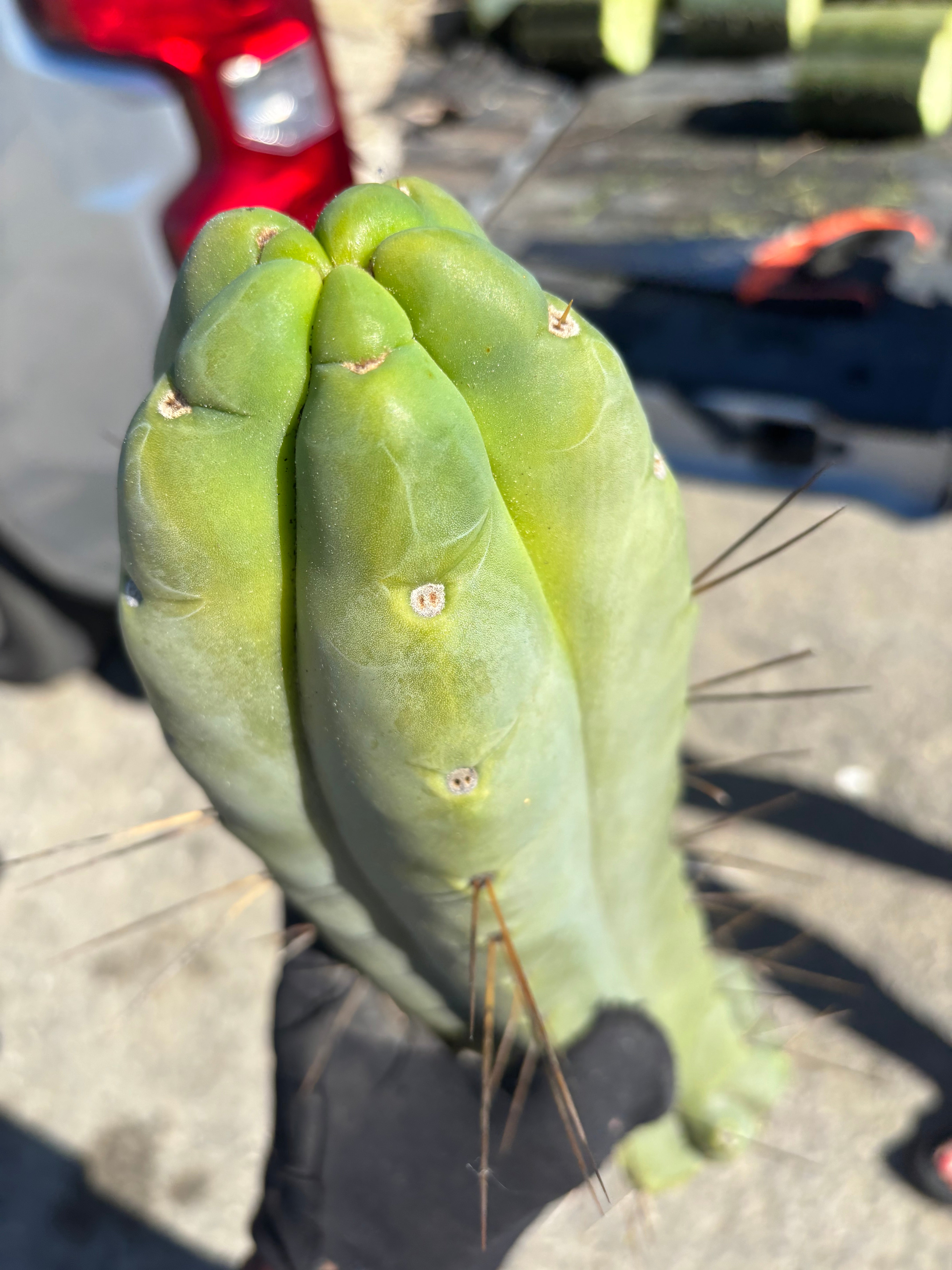 👑💎🌶️🌶️ Eileen — Maxed Girth 14” Tip
