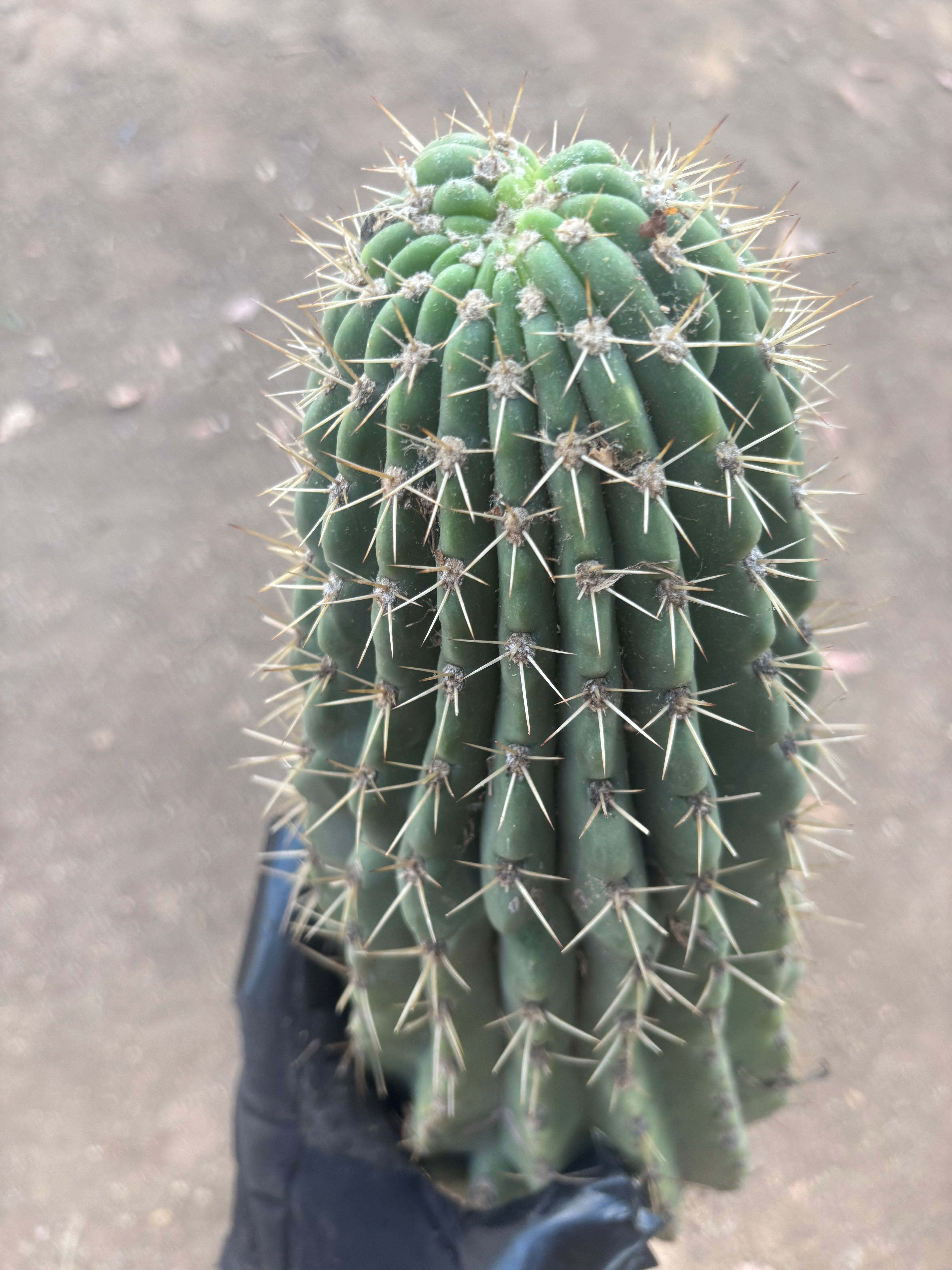💎👑💎 Meatwad  — Massive 15” Tip