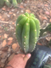 👑🌶️🌶️ Landfill — 11” Tip