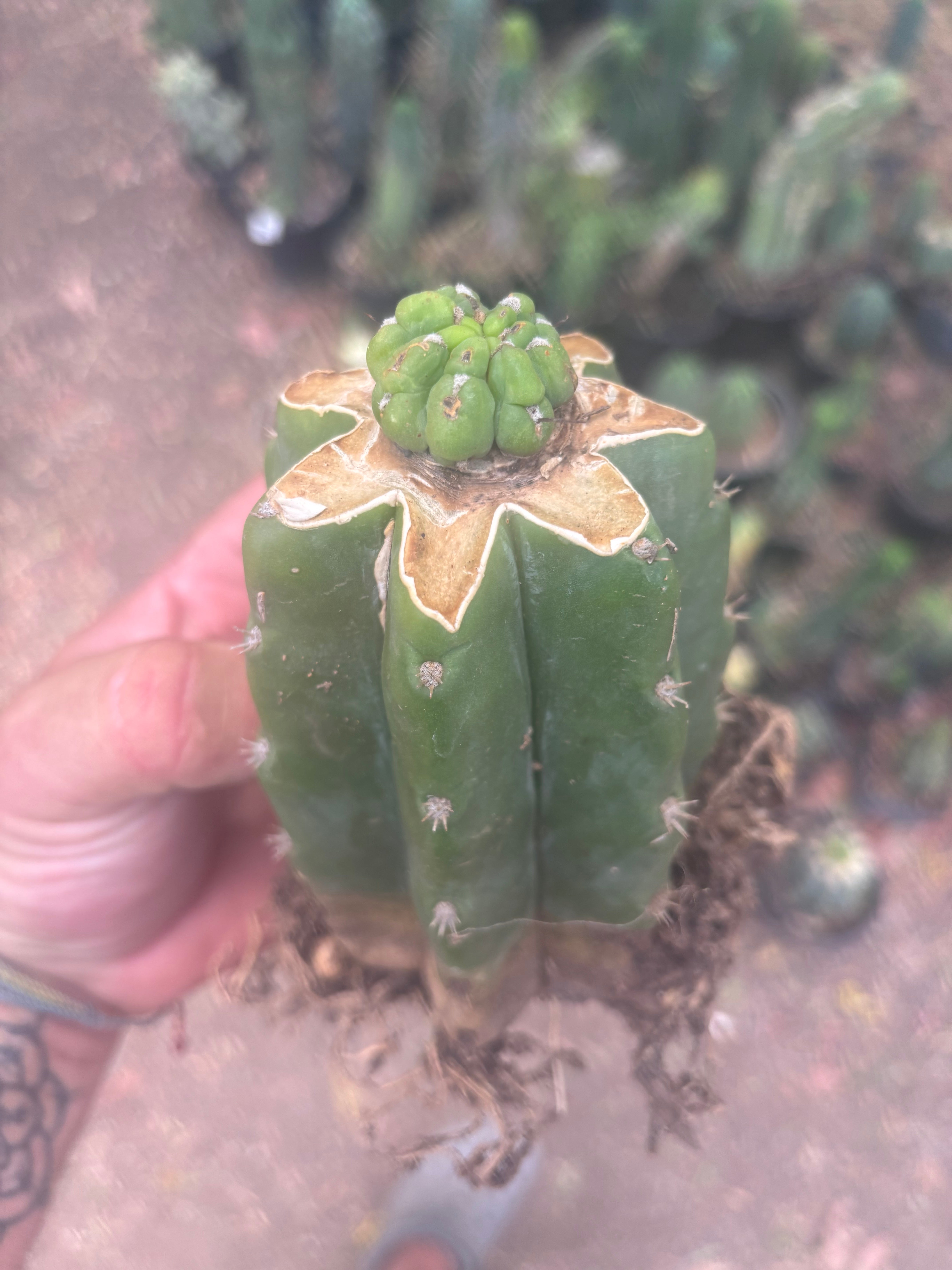 💎👑💎 Havran — Pup Graft on Rooted PC