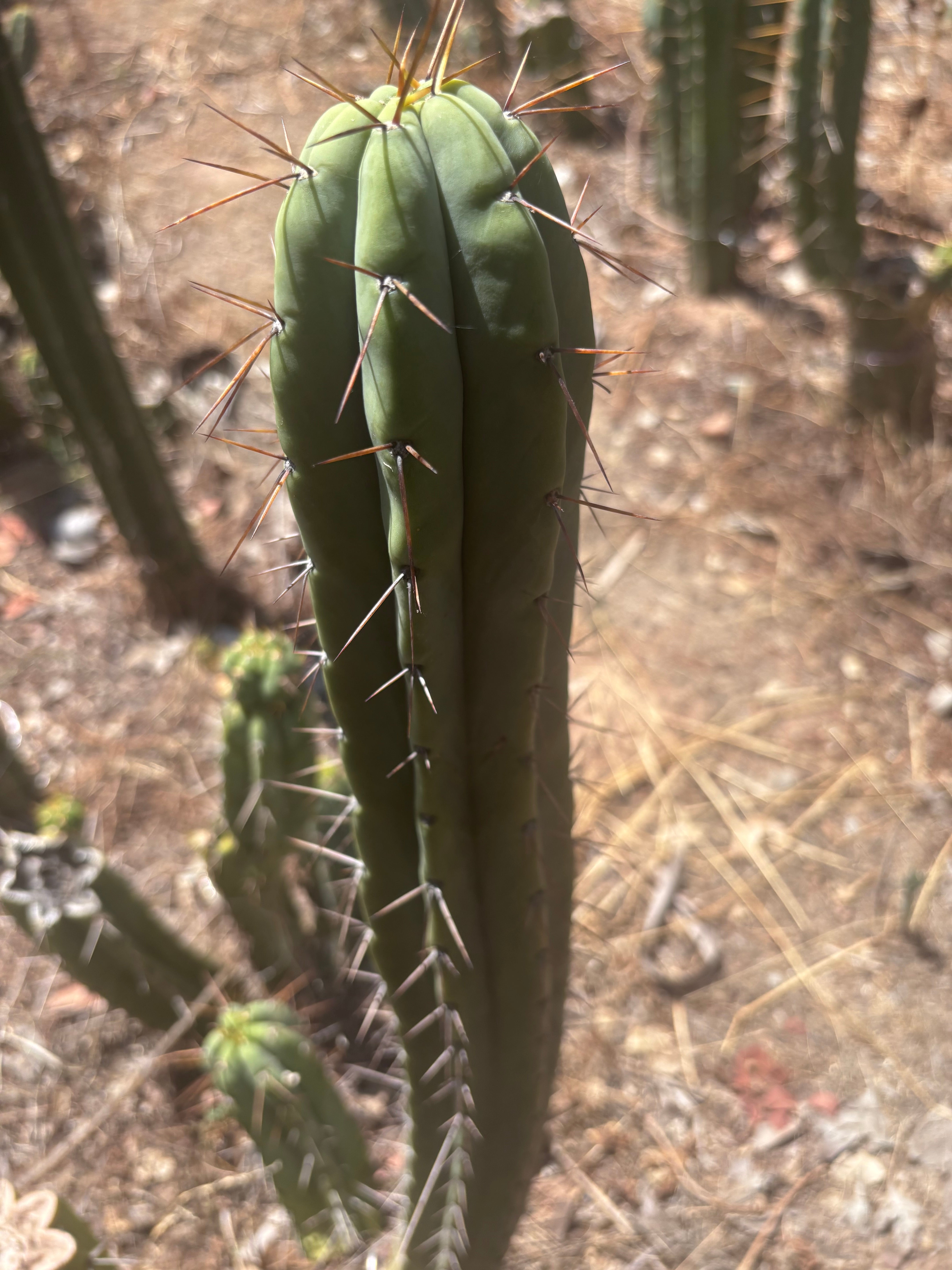 👑🌶️ CA1 Sherman — 14” Pup