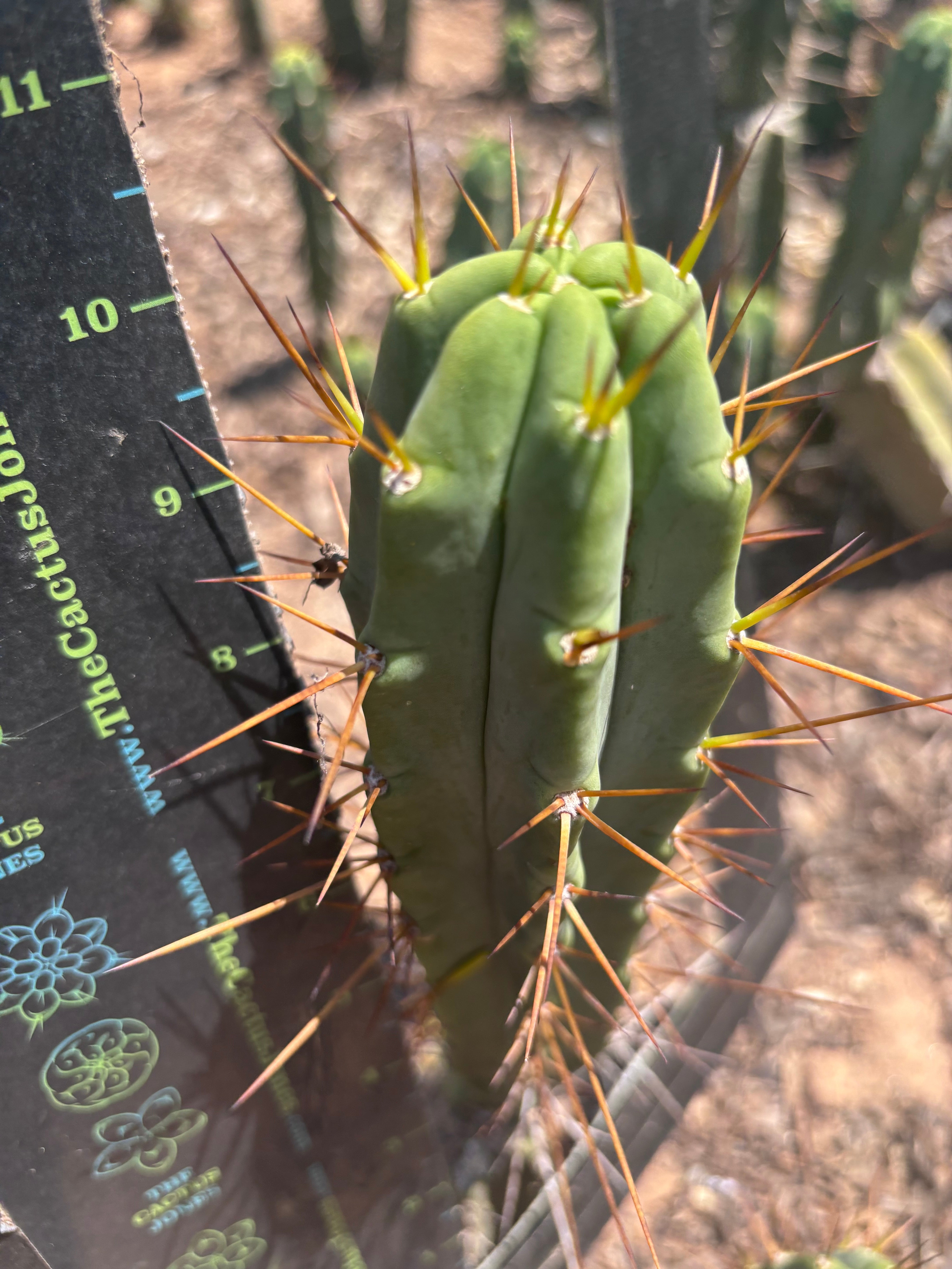 👑🌶️🌶️ Dulzura — 10” Tips (Restocked)