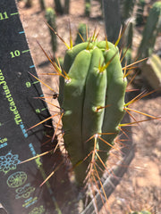 👑🌶️🌶️ Dulzura — 10” Tips (Restocked)