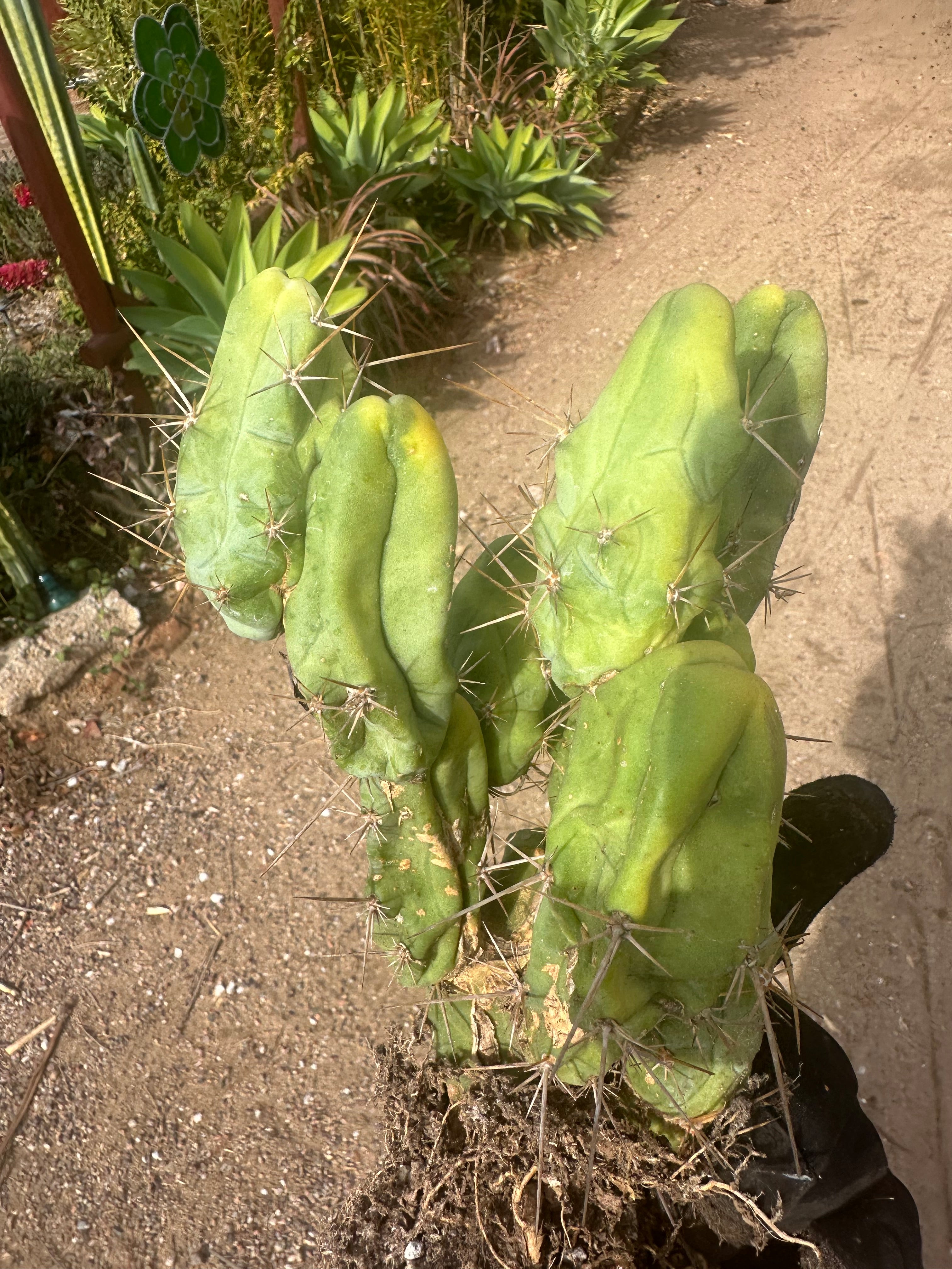 👑🌶️🌶️  TBM  — XXL Rooted Cluster