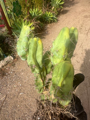 👑🌶️🌶️  TBM  — XXL Rooted Cluster