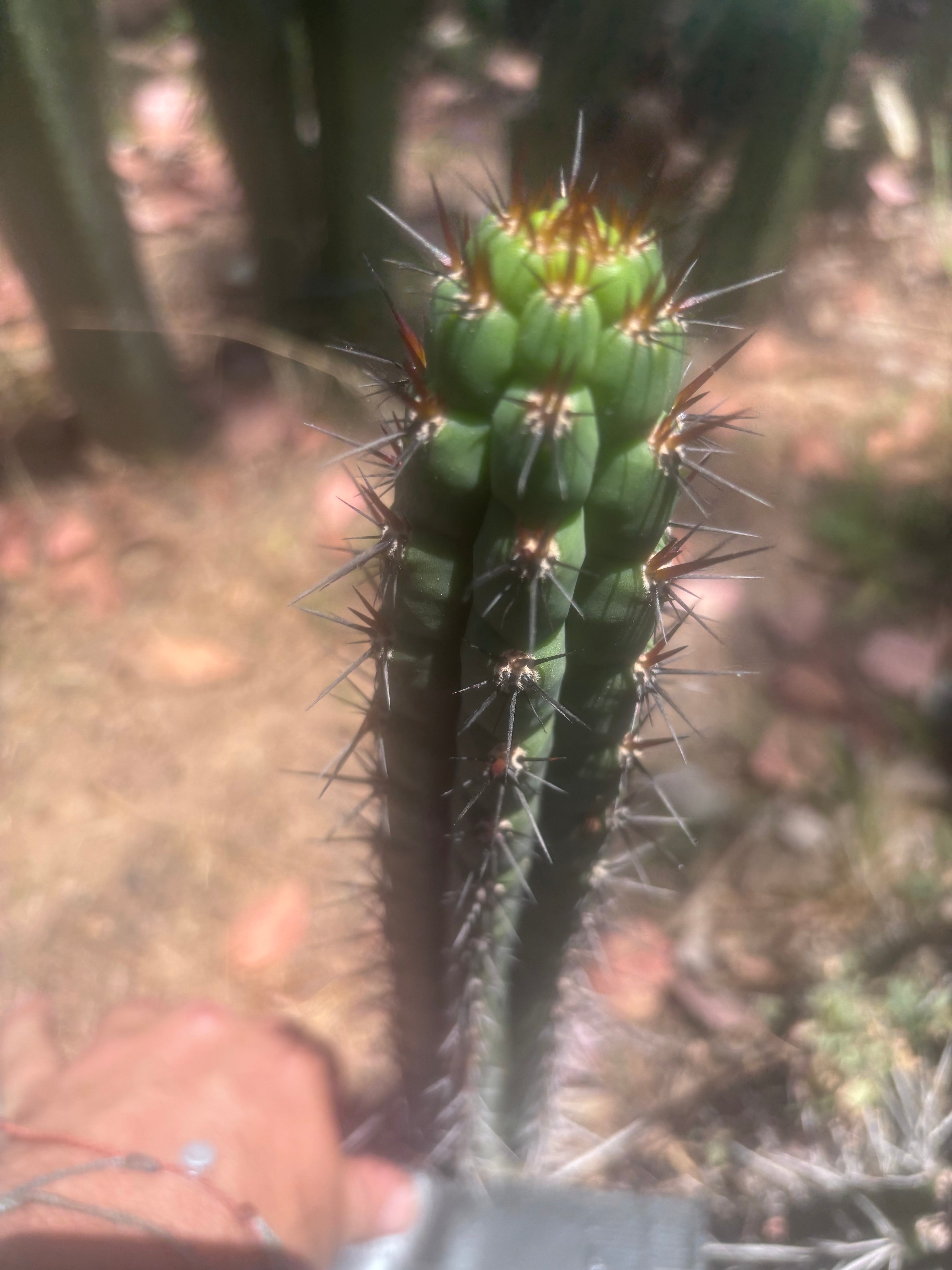 👑 SS04 — 13” Pup