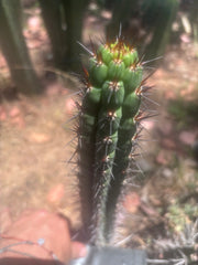 👑 SS04 — 13” Pup