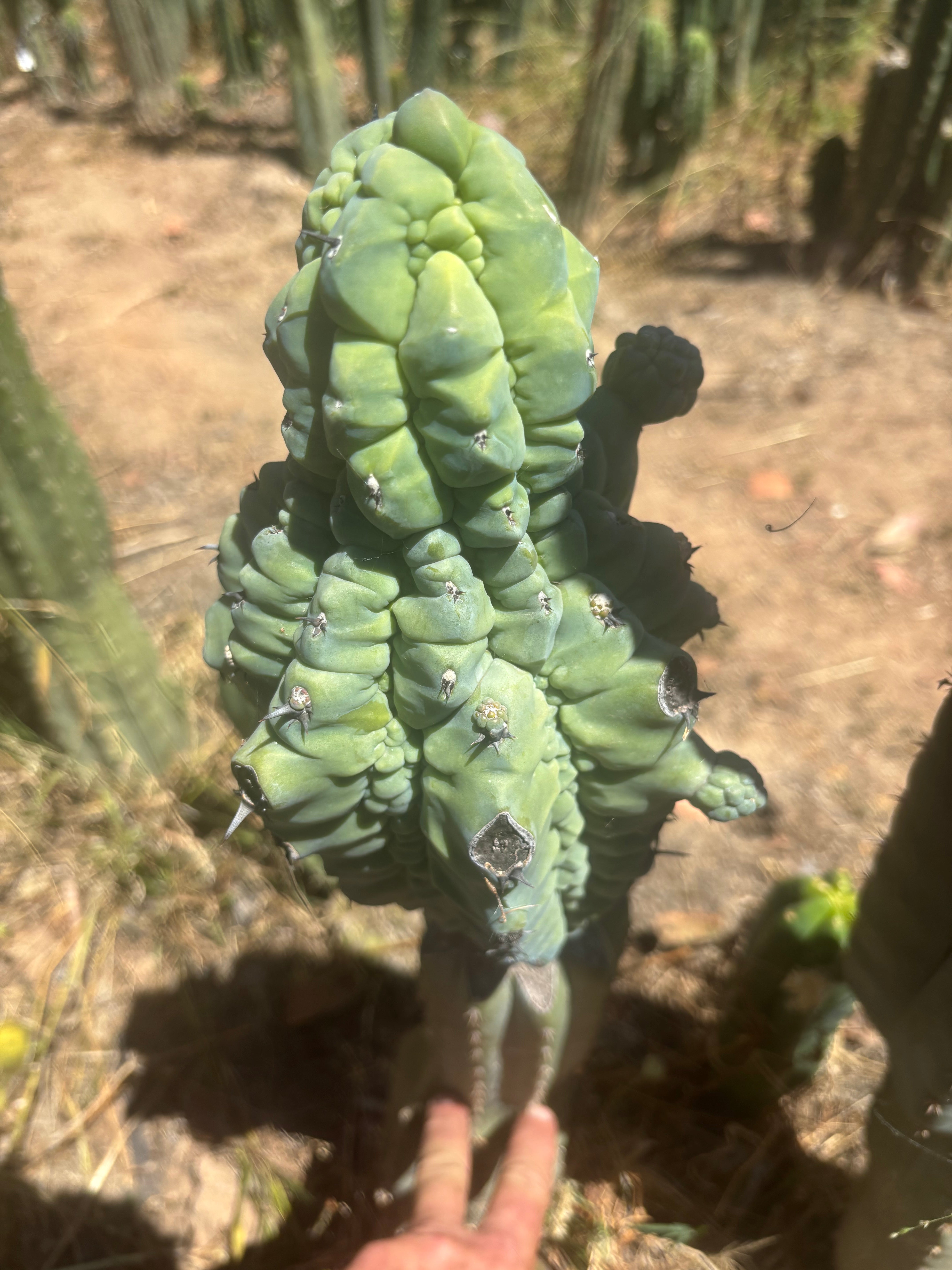 👑💎 Glorp — FAT XXL Graft