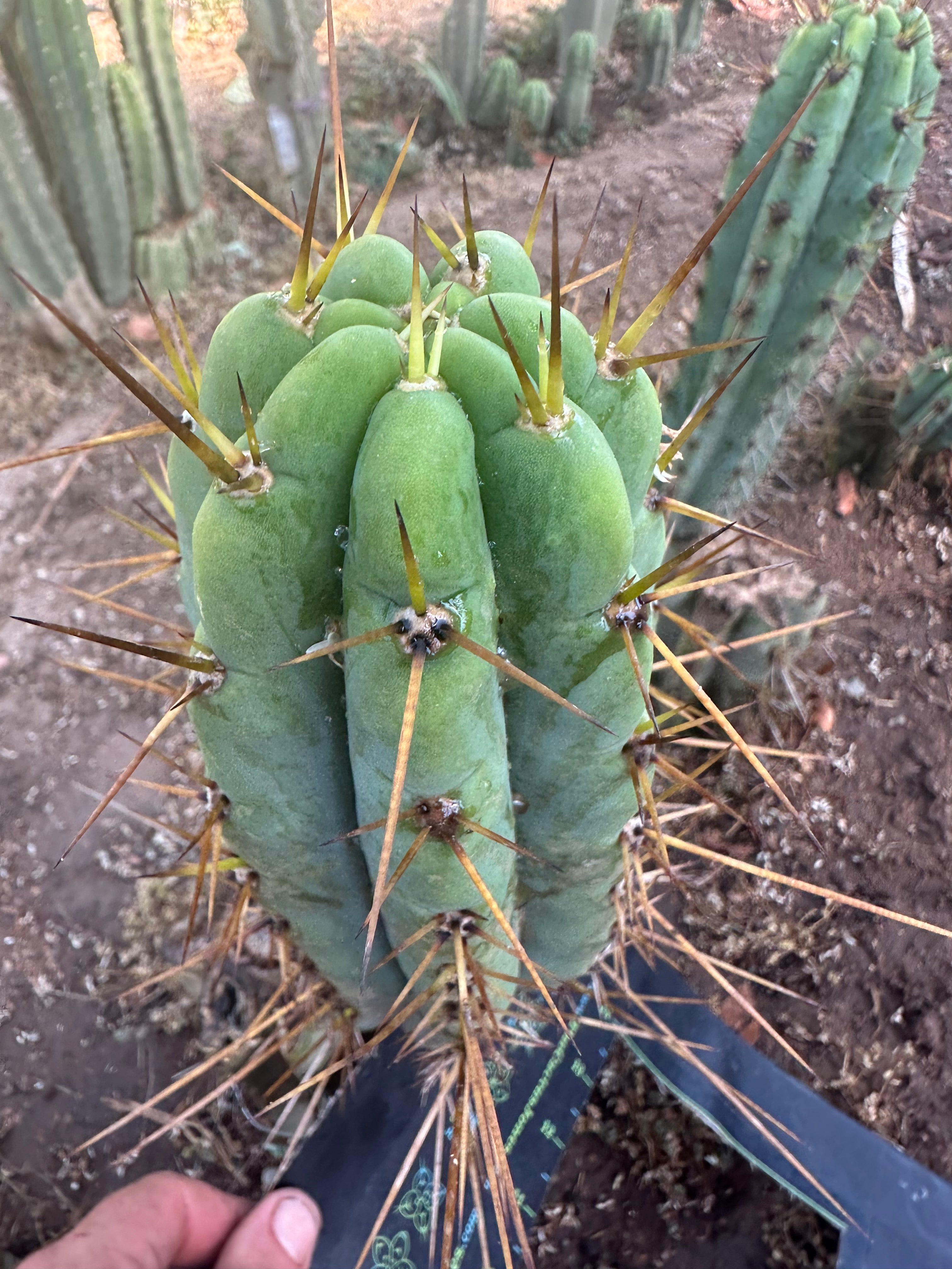 👑🌶️ Nash — 10” Pups