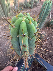 👑🌶️ Nash — 10” Pups