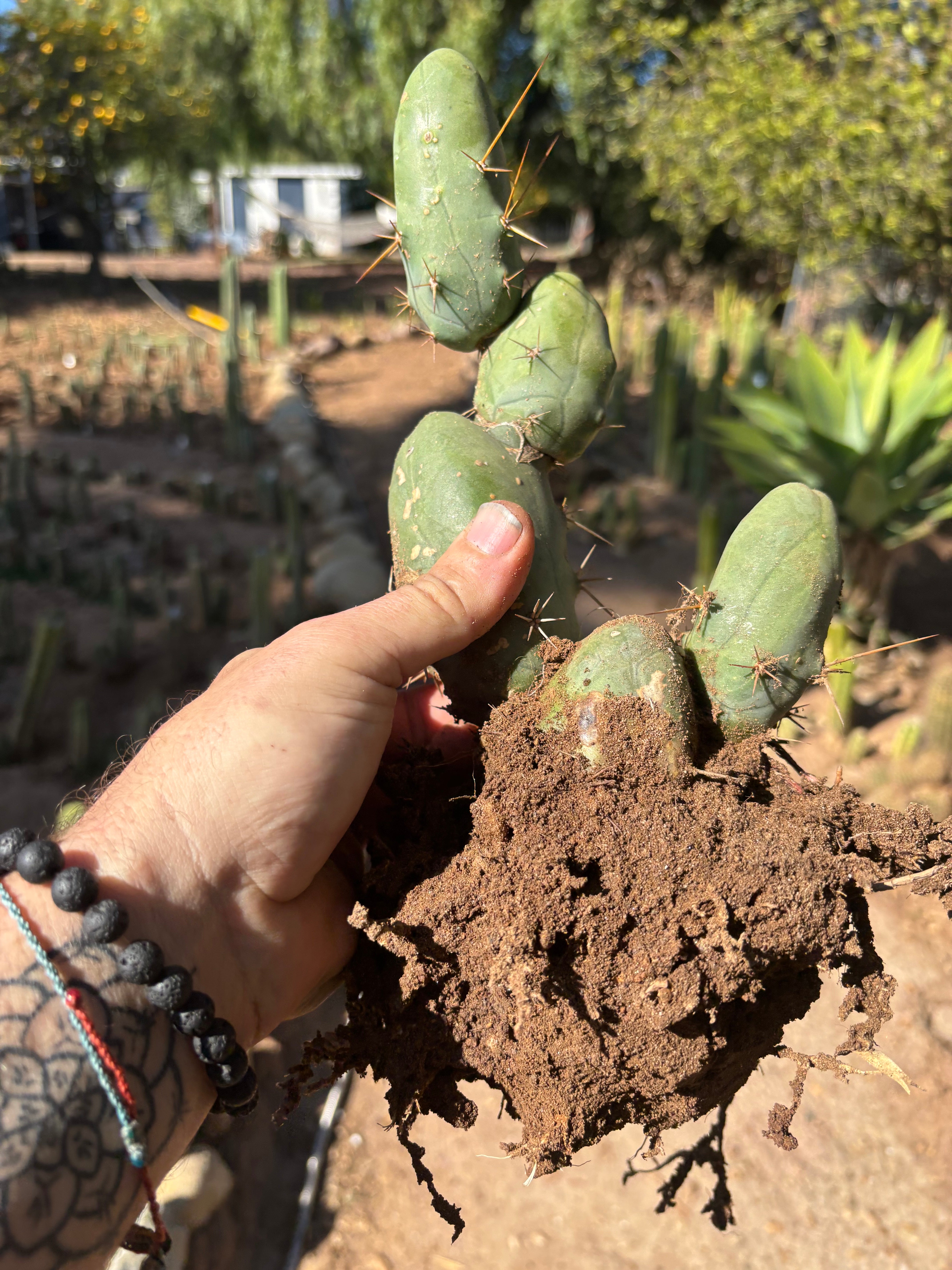 👑🌶️🌶️  TBM Clone B — XL Fully Rooted