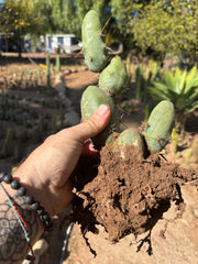 👑🌶️🌶️  TBM Clone B — XL Fully Rooted