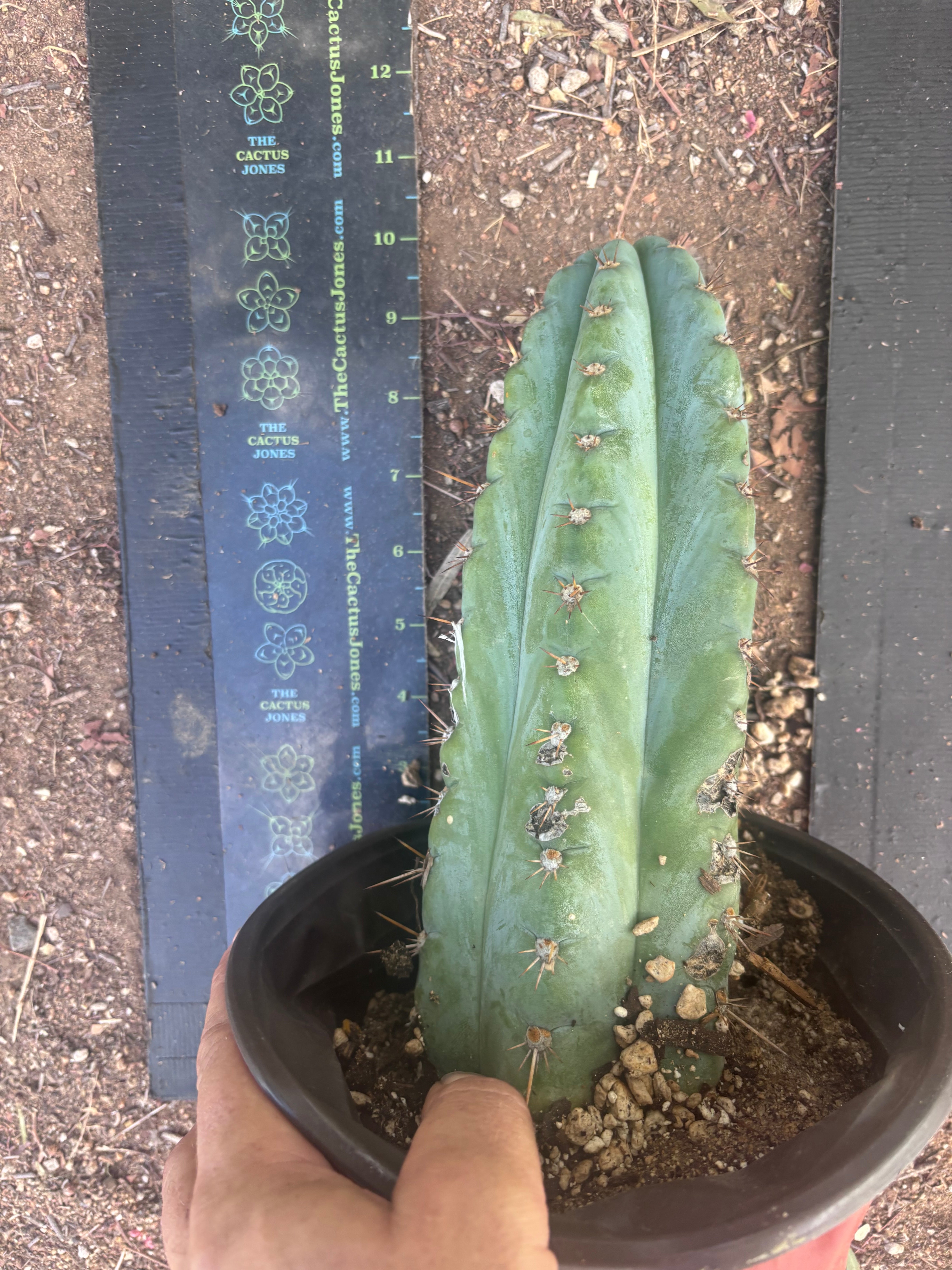 💎👑💎 Papa Smurf — Chonky 12” Rooted Tip