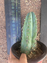 💎👑💎 Papa Smurf — Chonky 12” Rooted Tip