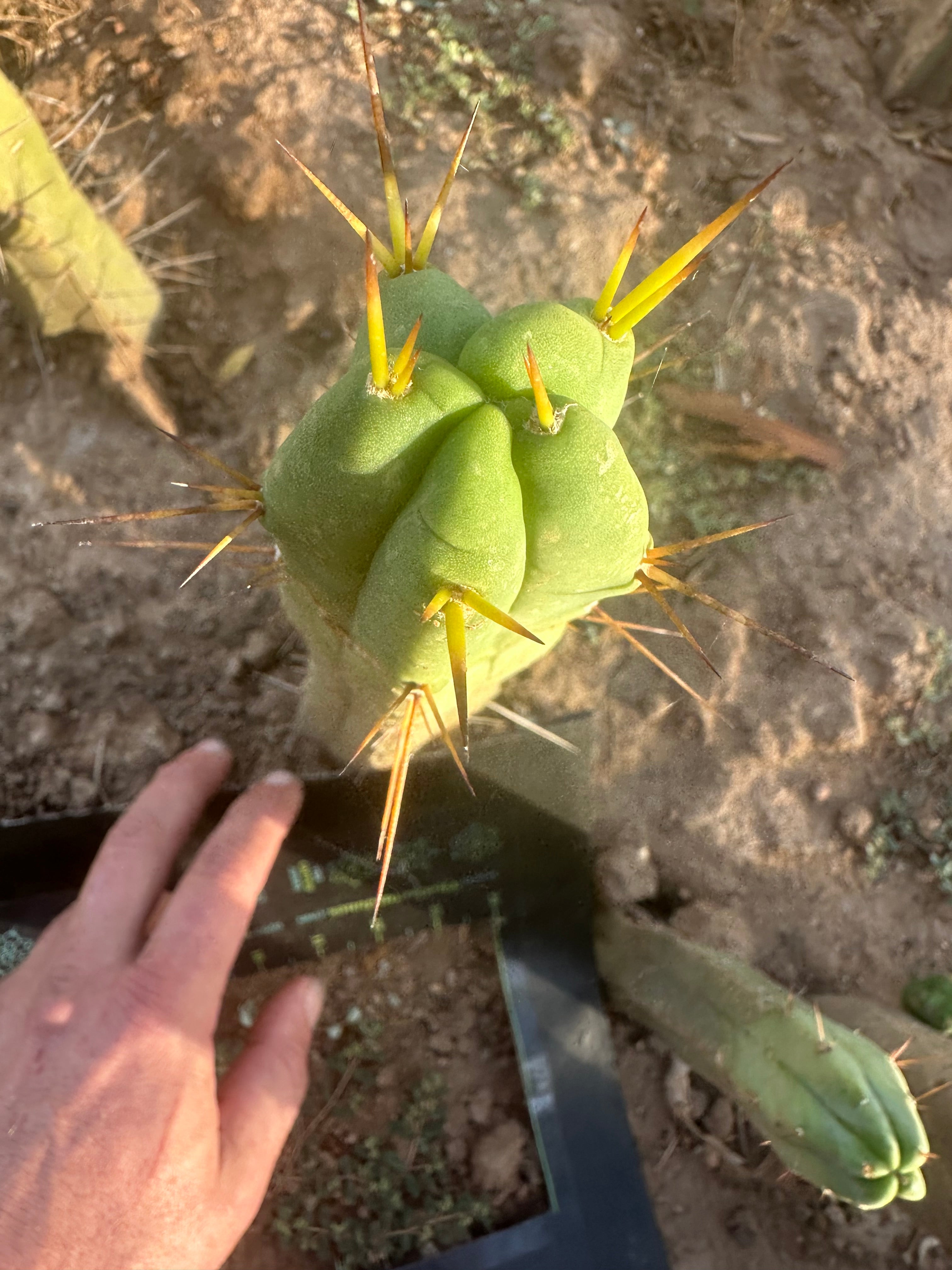 👑🌶️🌶️ Dulzura — 10” Tip