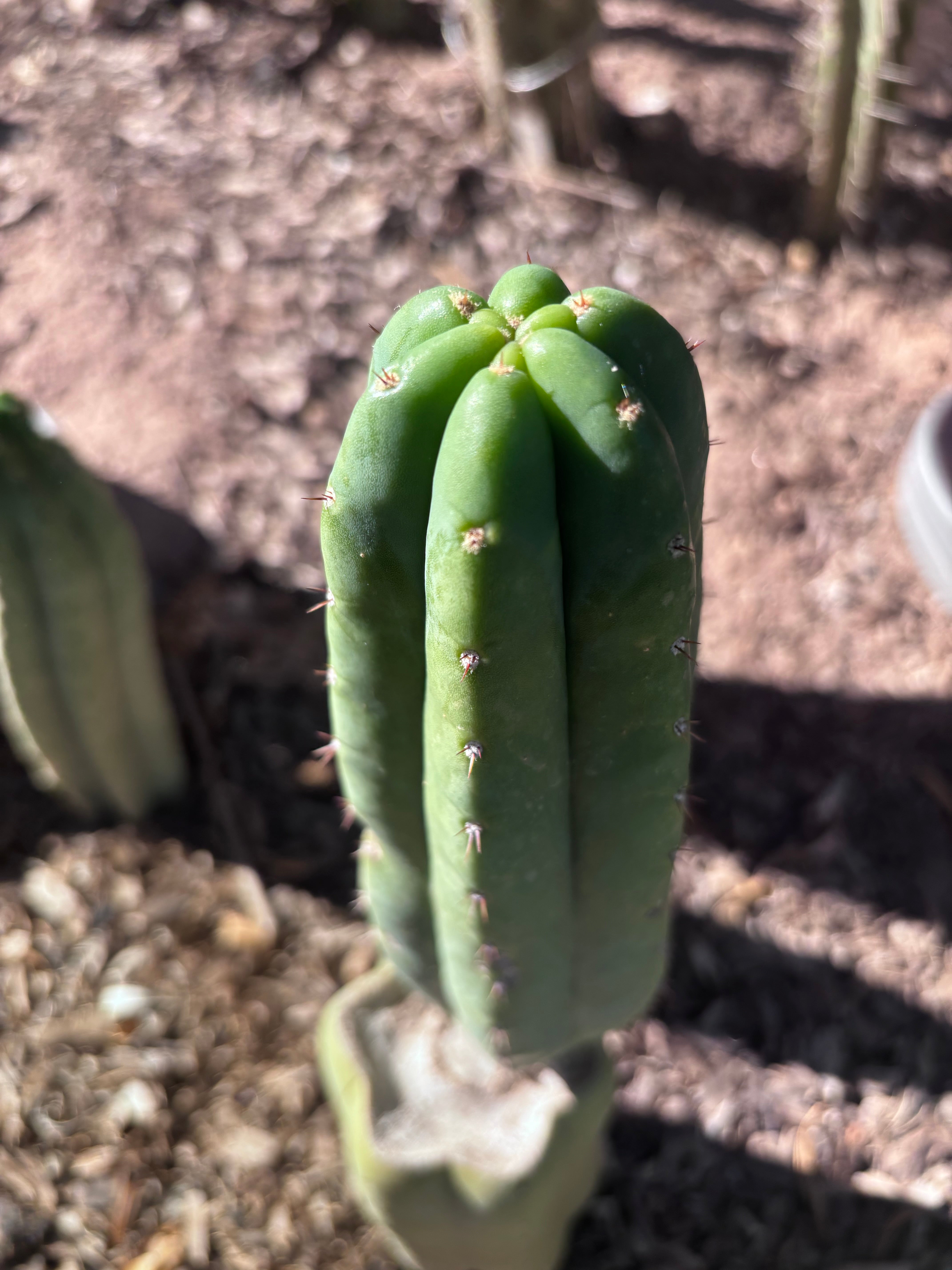 👑🌶️🌶️ Ogun — Another 9” Pup