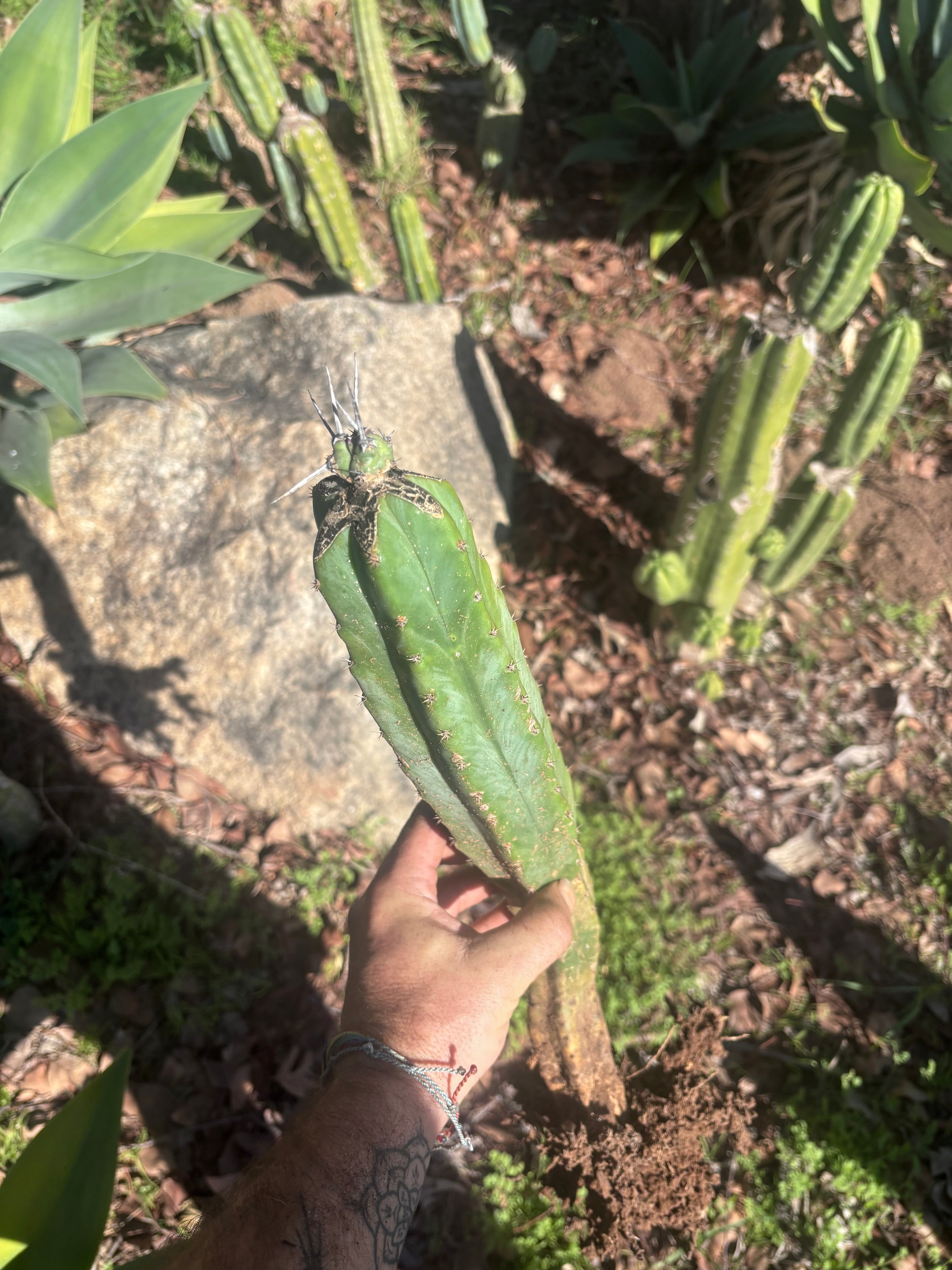 🦄 👑 M Stacker — Rooted Graft