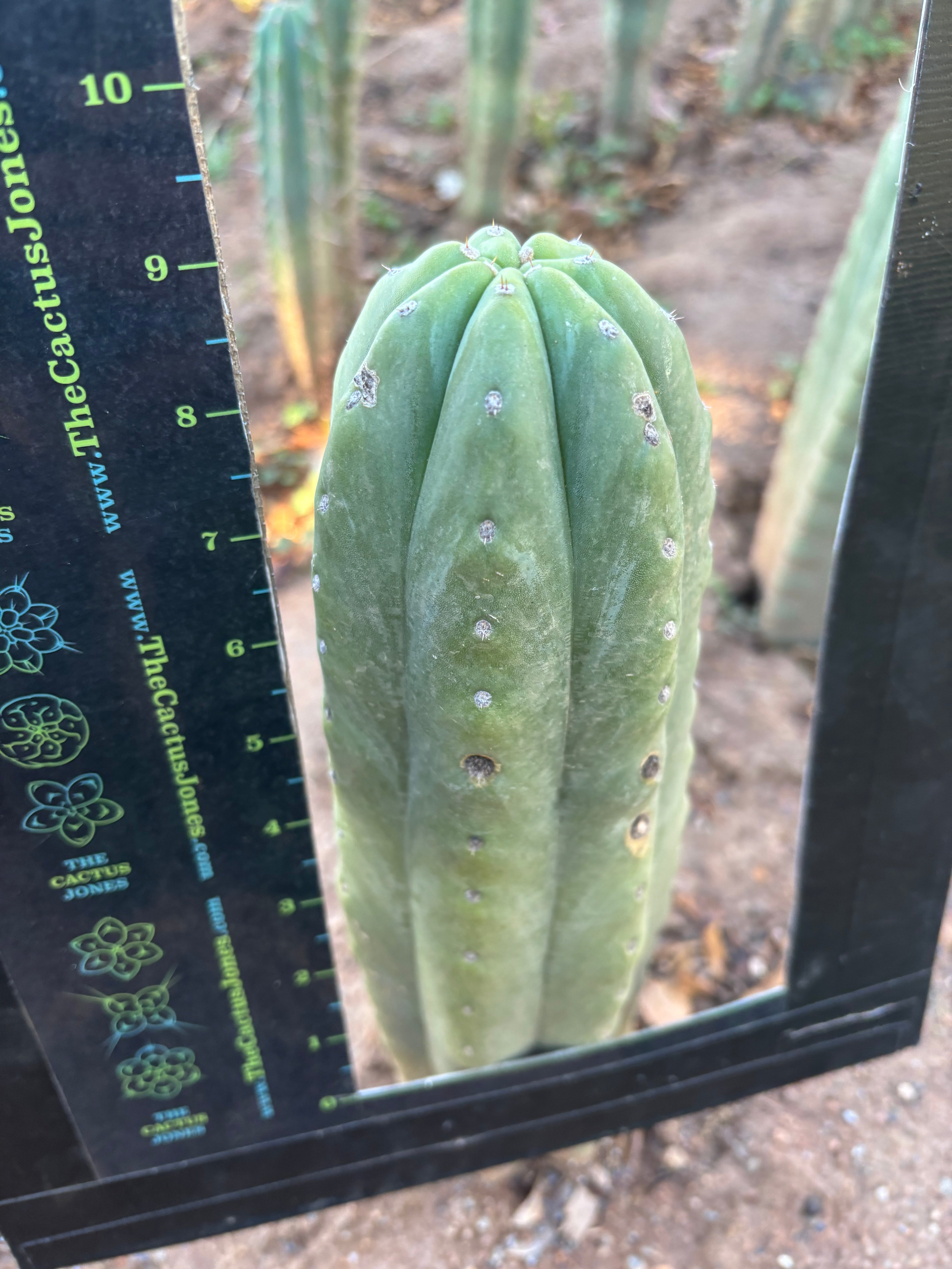 💎👑🌶️ Pierre — Thick 9” Tip
