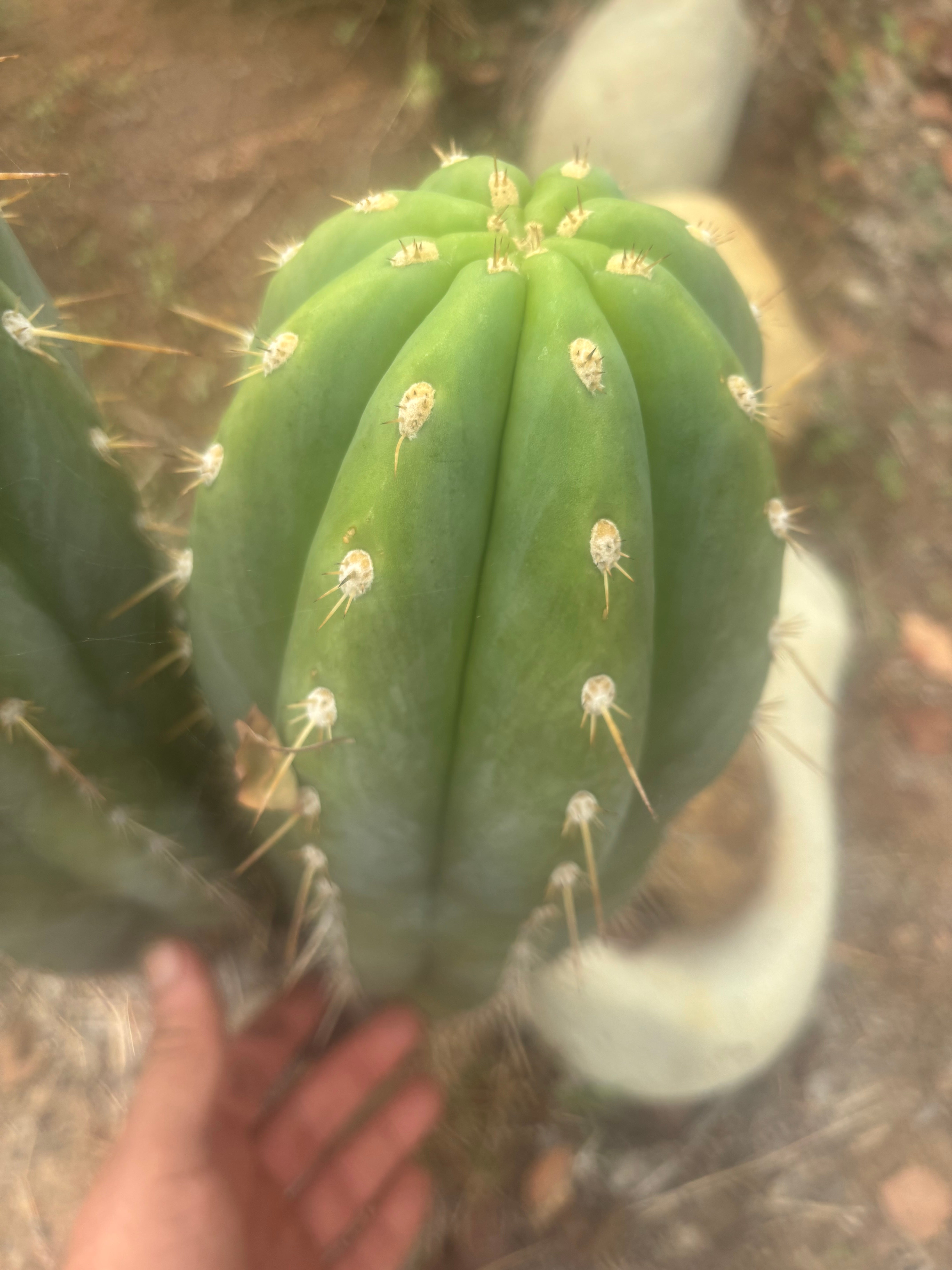 💎 SASS x Sharxx — 13.5” Melon Bomb