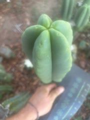 💎👑🌶️ Ferah — FAT 10” Tip