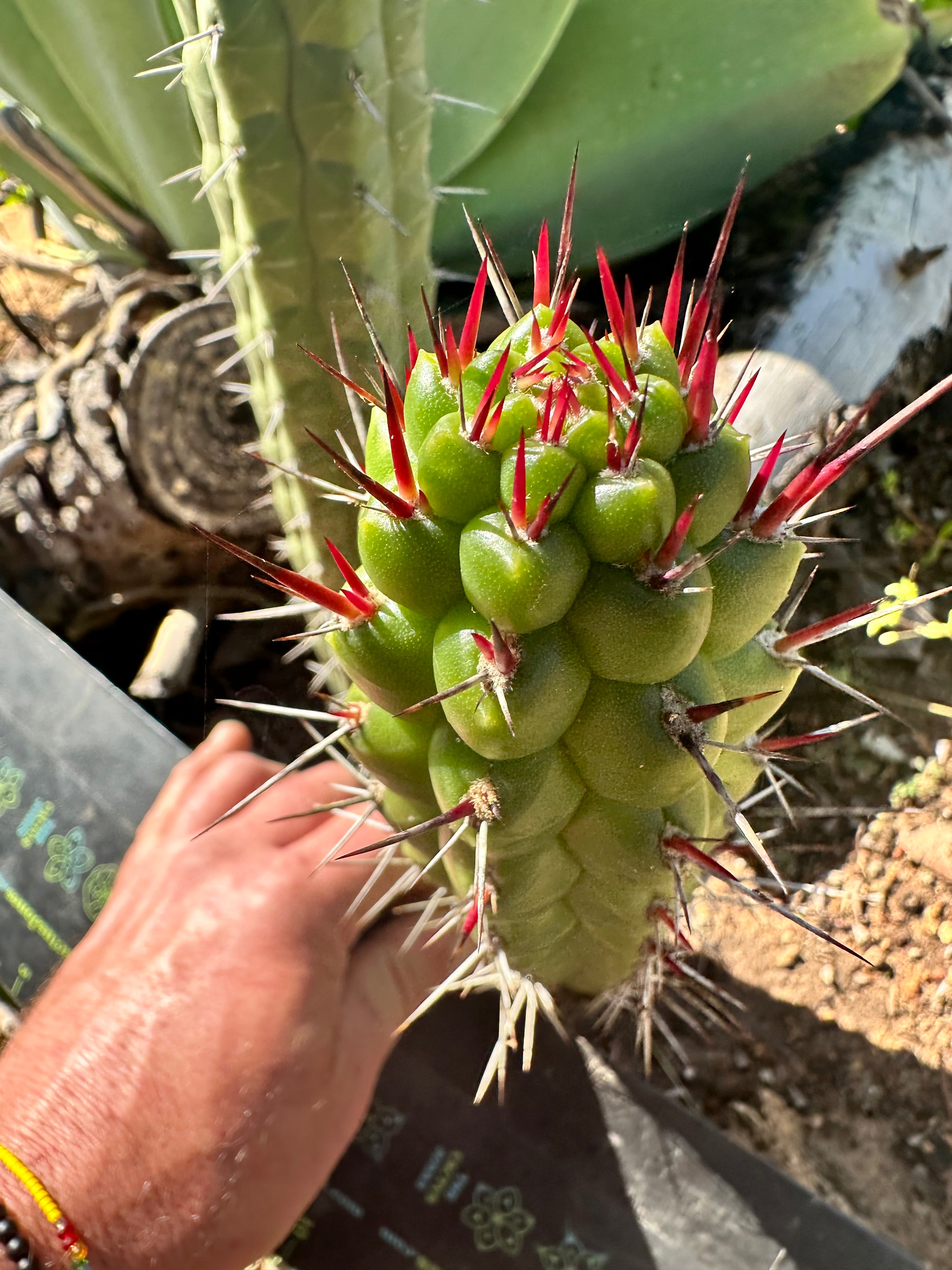 💎👑 Rauhocereus Riosaniensis — 8” Tip