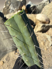 👑🌶️🌶️ Eileen — Massive 14” Mid