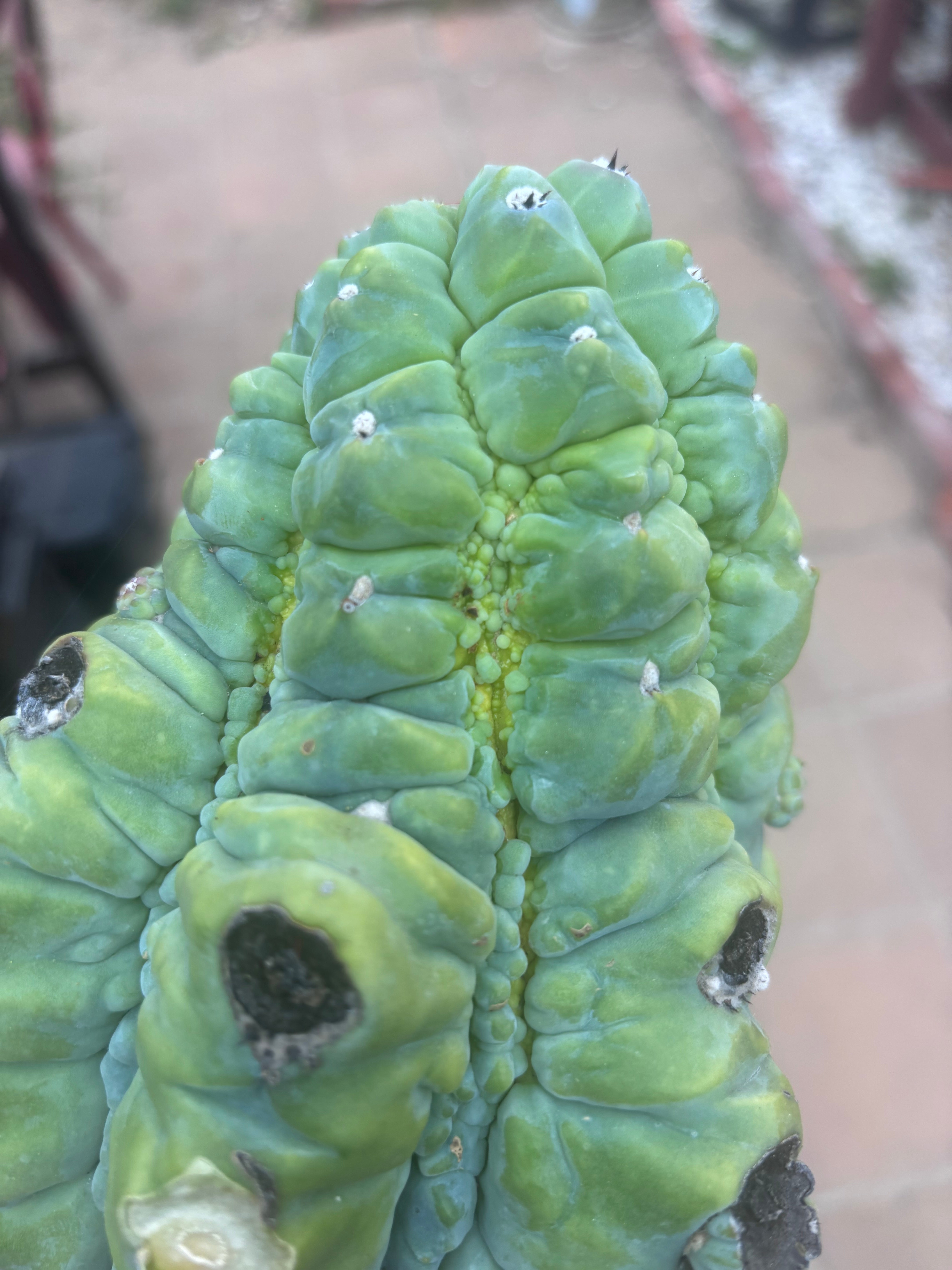 👑💎 BIG Glorp Chunk