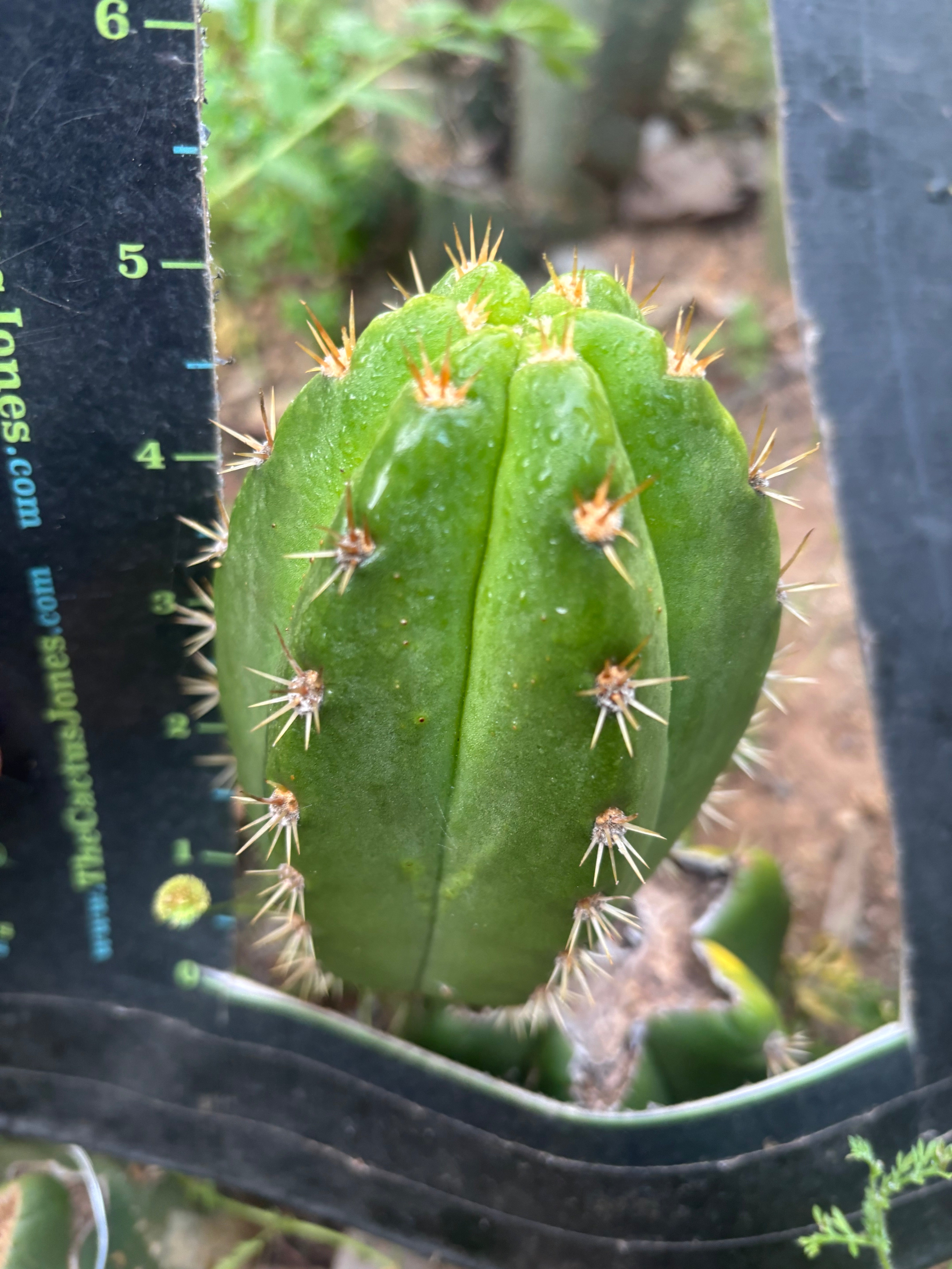 💎👑💎🌶️ CareBear — 5” Grenade