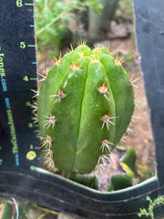 💎👑💎🌶️ CareBear — 5” Grenade