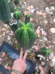 👑🌶️ Scop A — XL 13.5” Pup