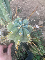 👑💎 Rimac — Fat 9” Pup