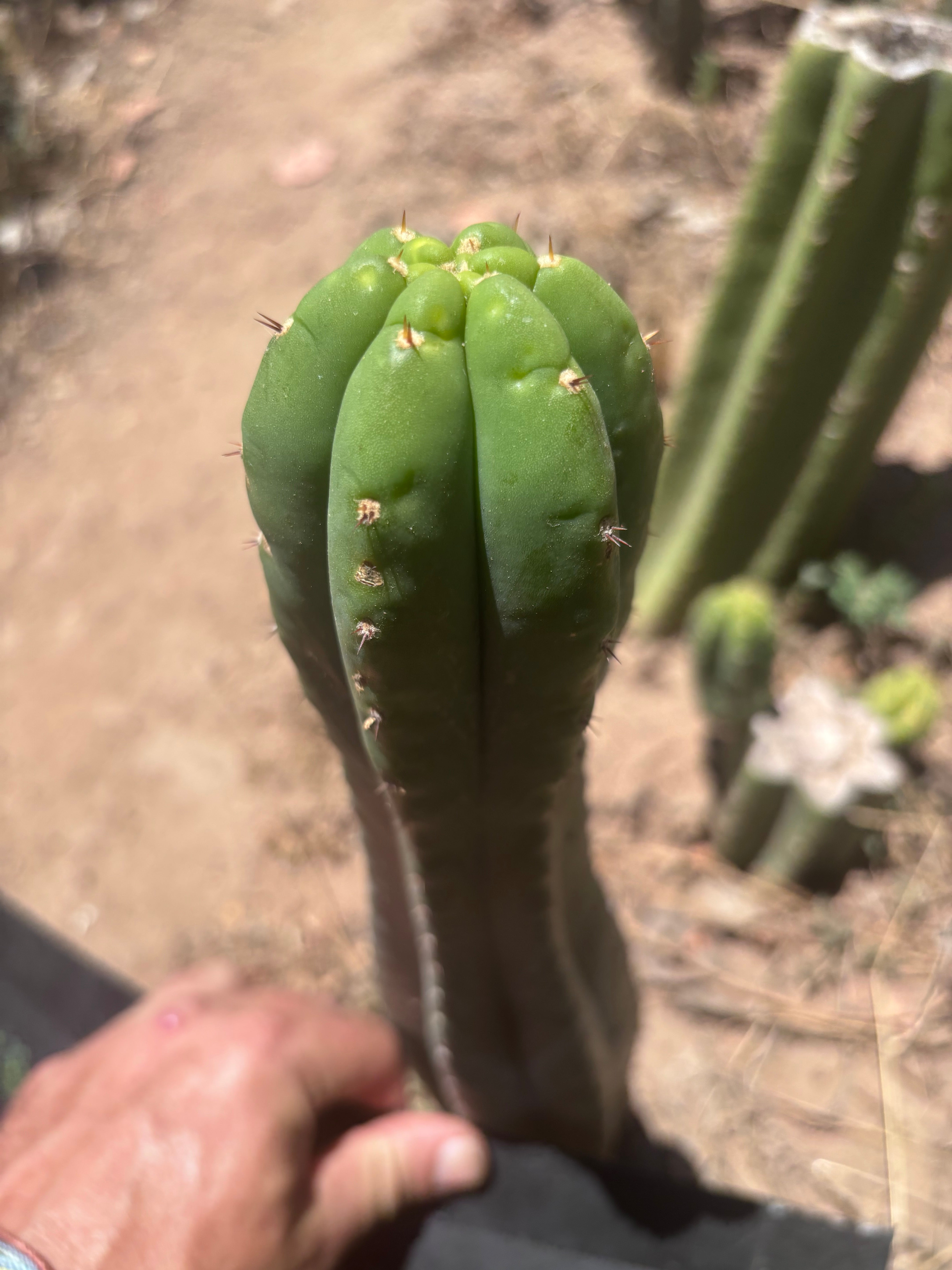 👑🌶️ Soozy — 10.5” Tip