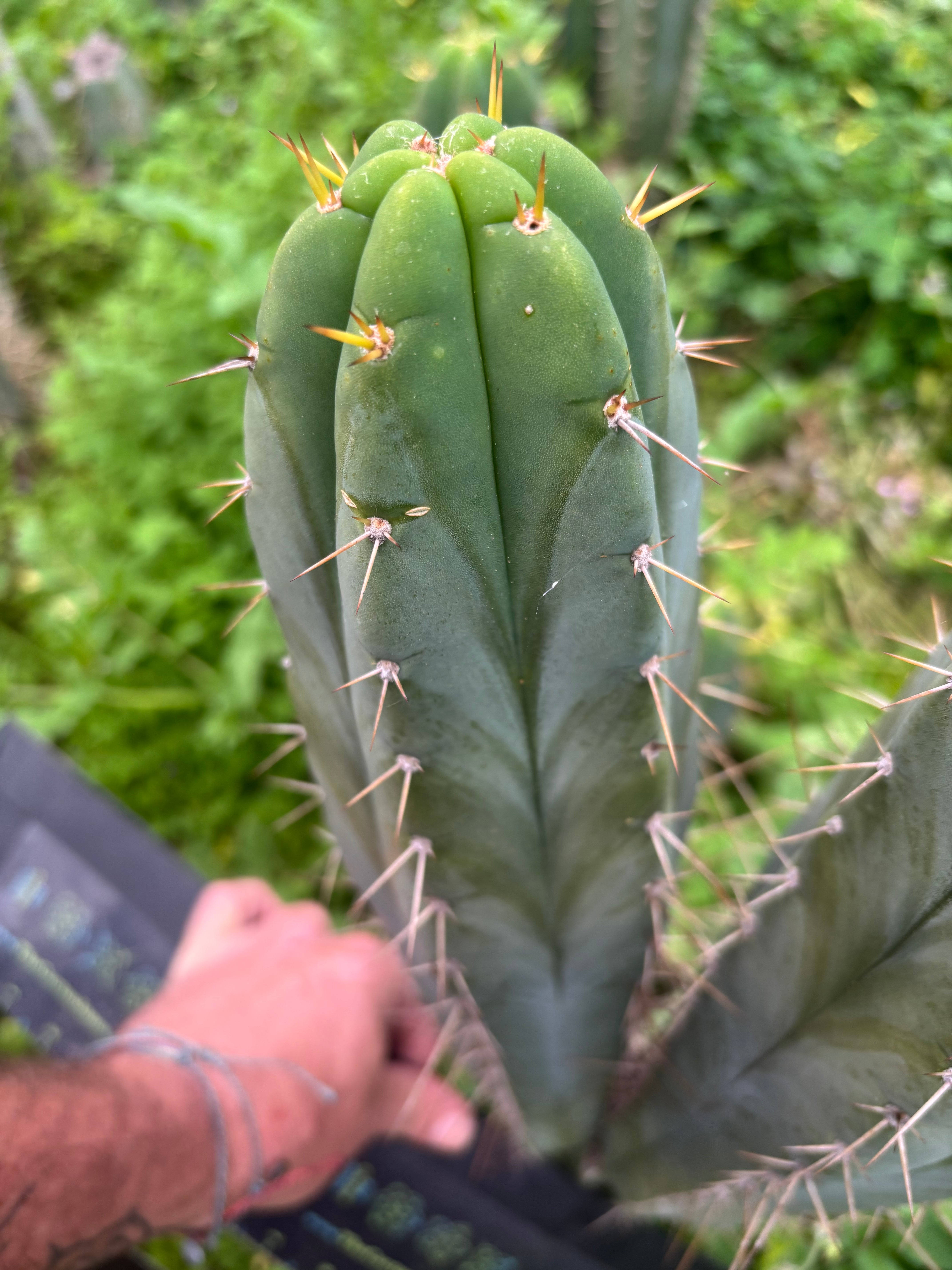 👑🌶️ S.S. Achuma — XL 14” Pup