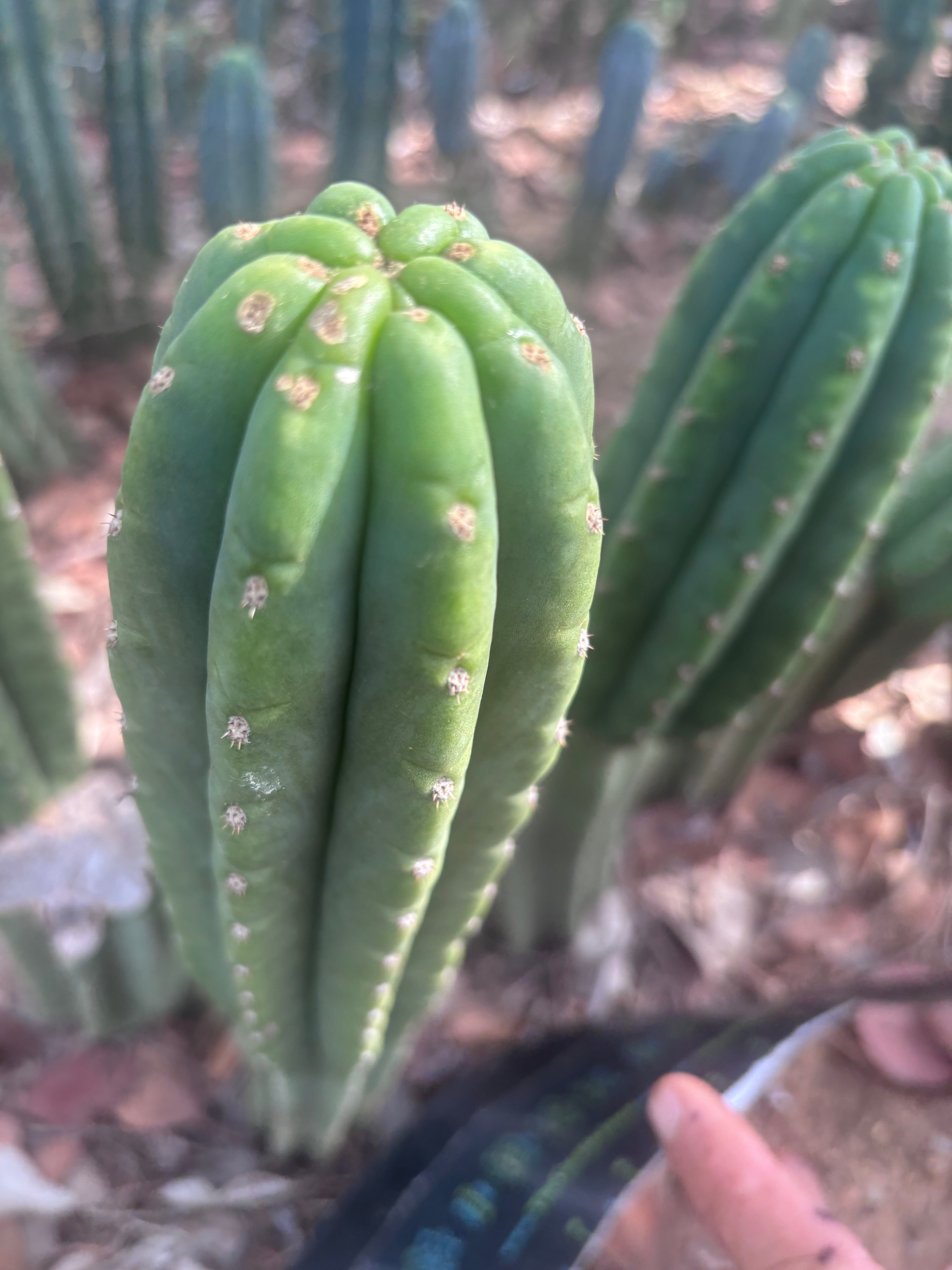 👑🌶️ The Field’s Pachanoi — 10” Tip