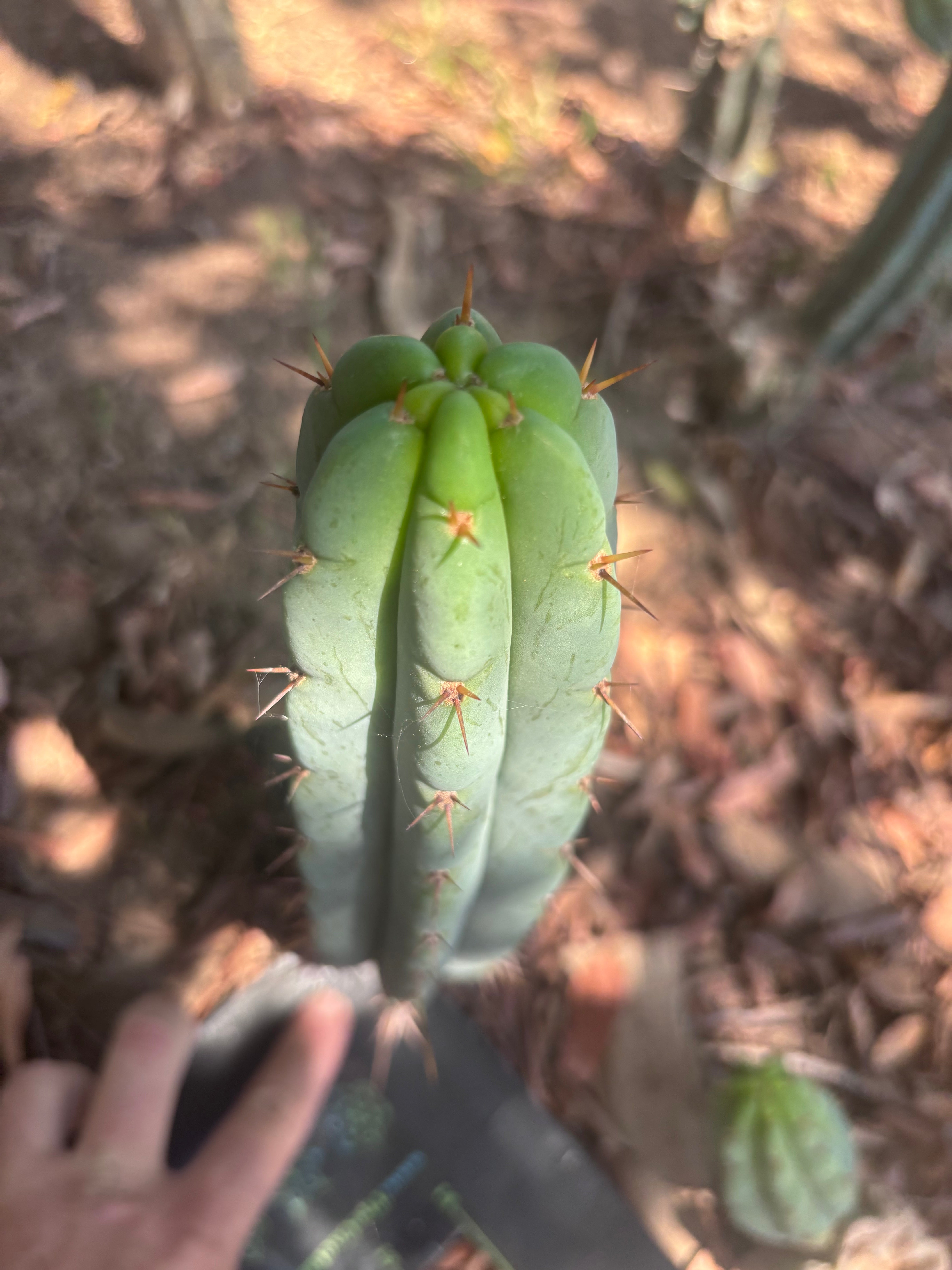 👑🌶️🌶️ Pala! — 11” Pup