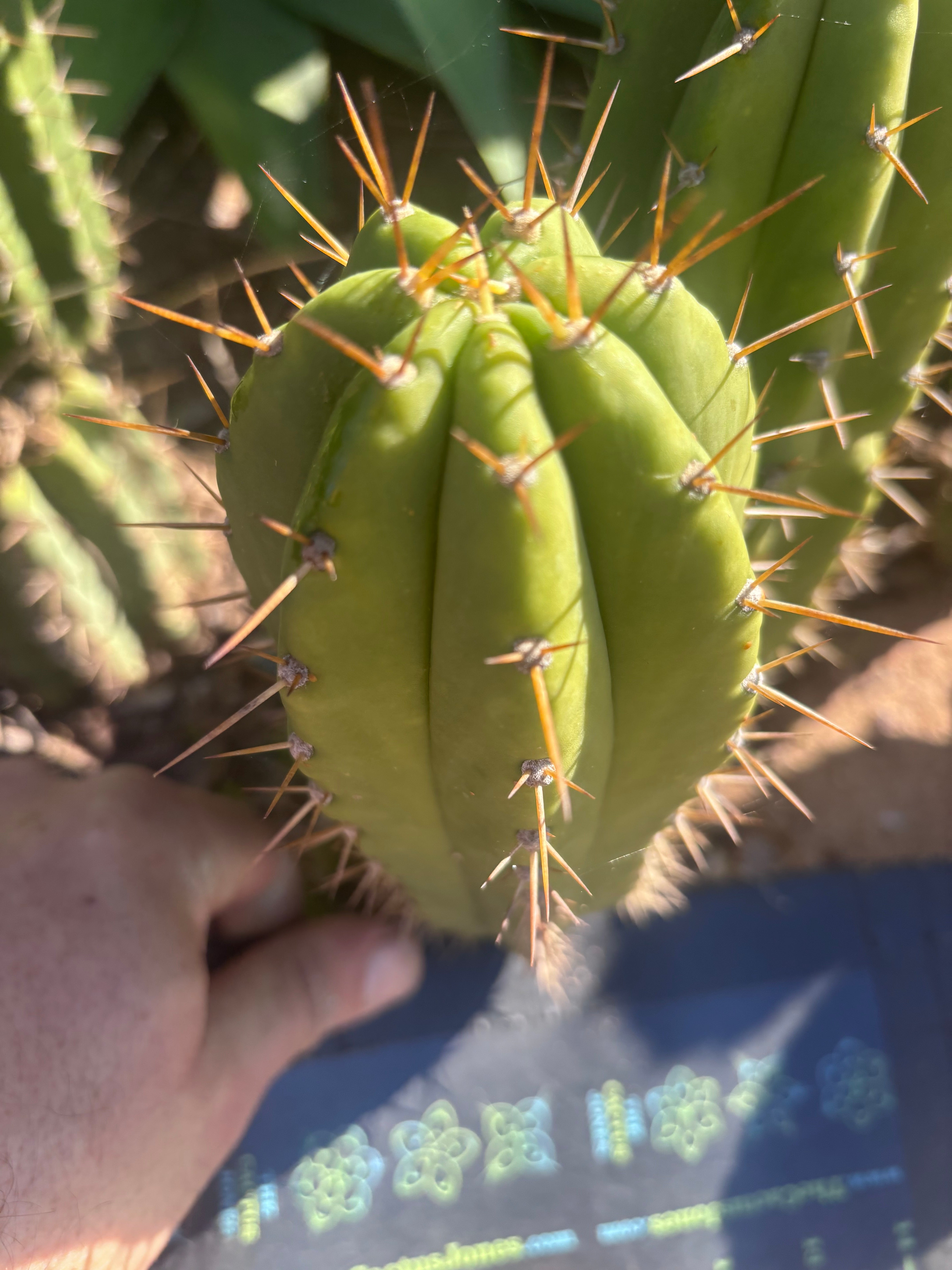 👑 The Jones Pink 🌸 — 7.5” Pup