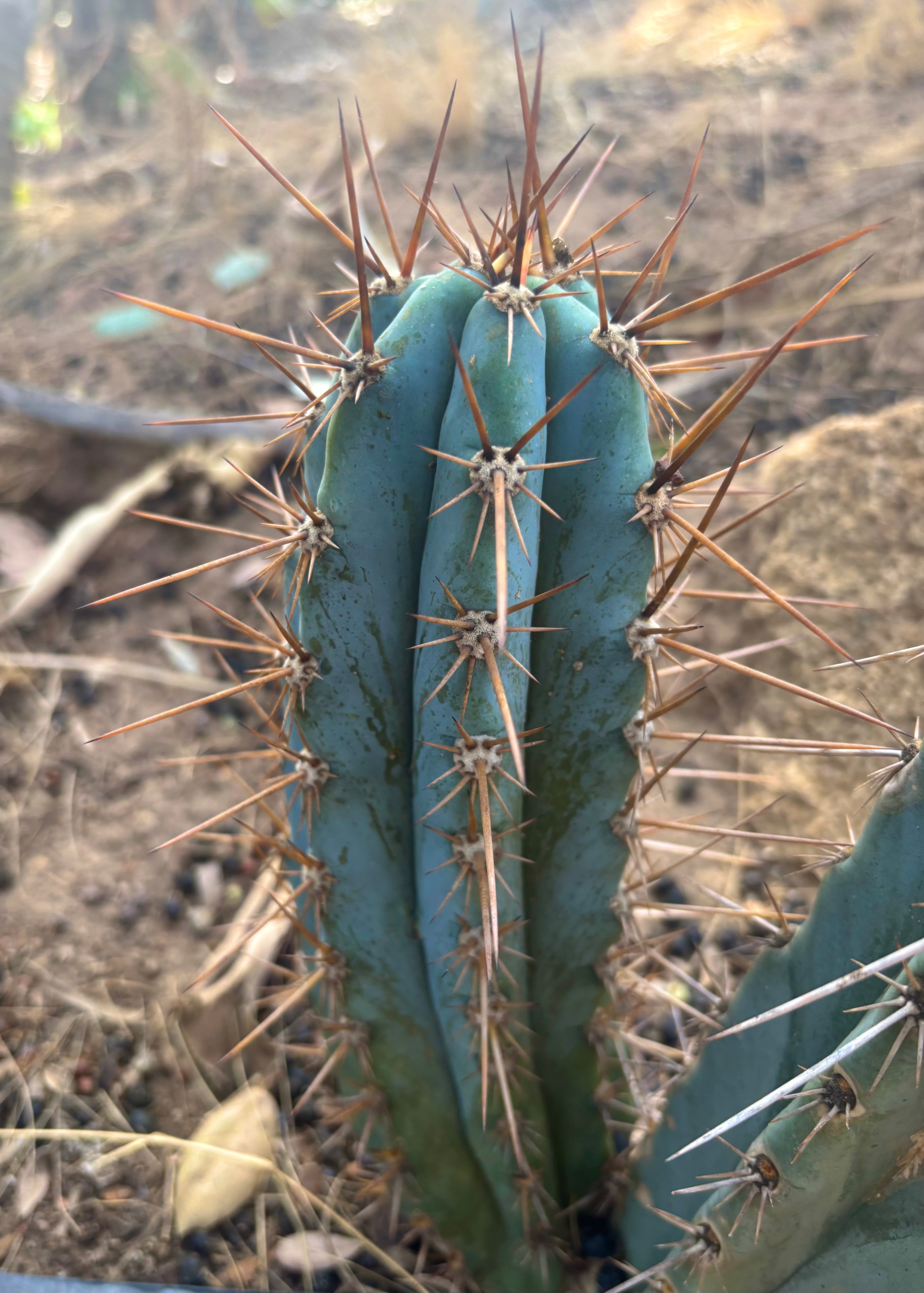 🤦‍♂️ I Hate Losing Labels — Beautiful NoID 11” Pup