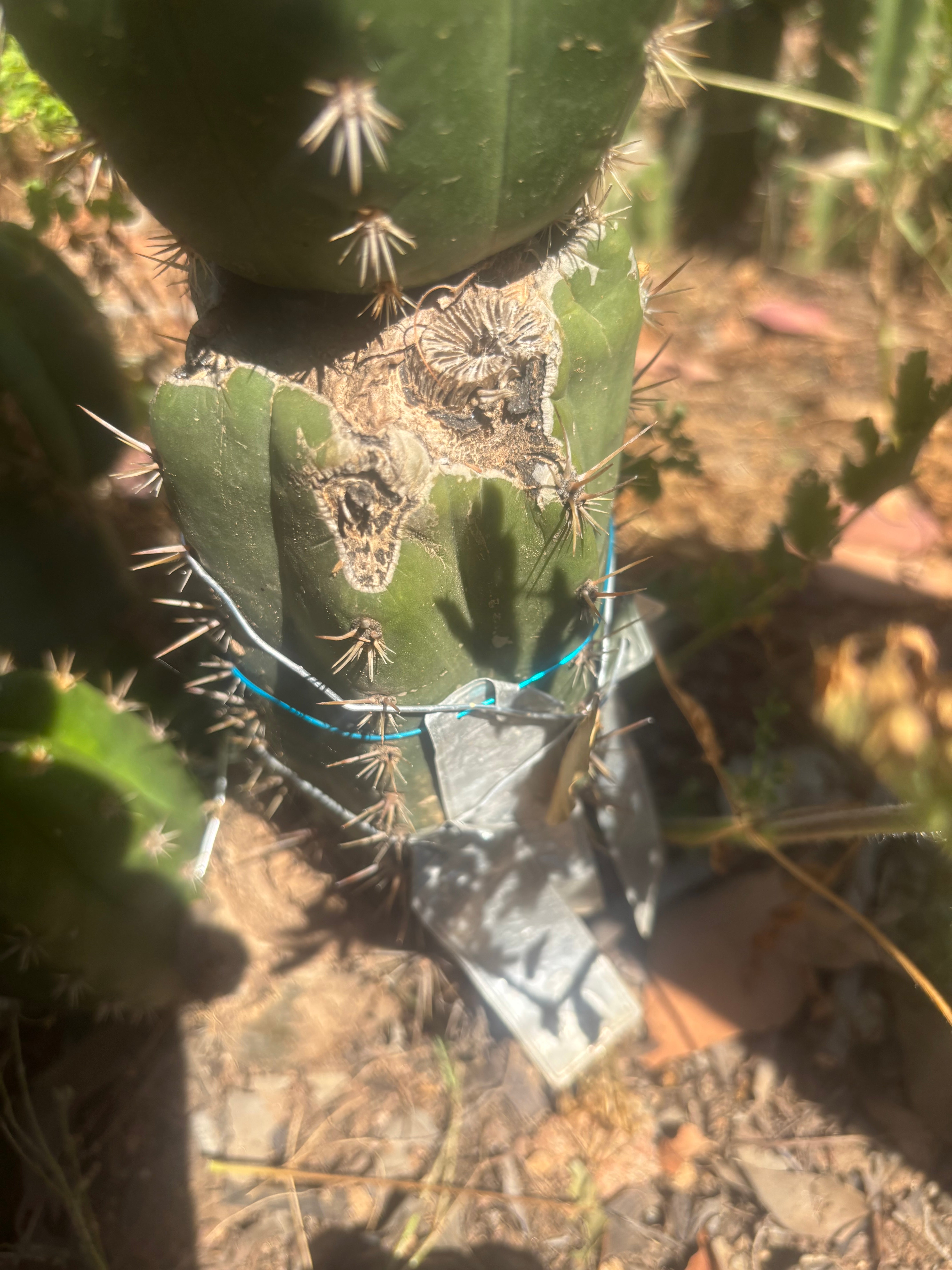 💎👑💎🌶️ CareBear — 5” Grenade