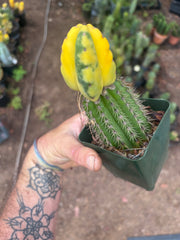 💎🔰 Ferah x Velvet, Vari #2 (FVV2) — Rooted Tip Graft