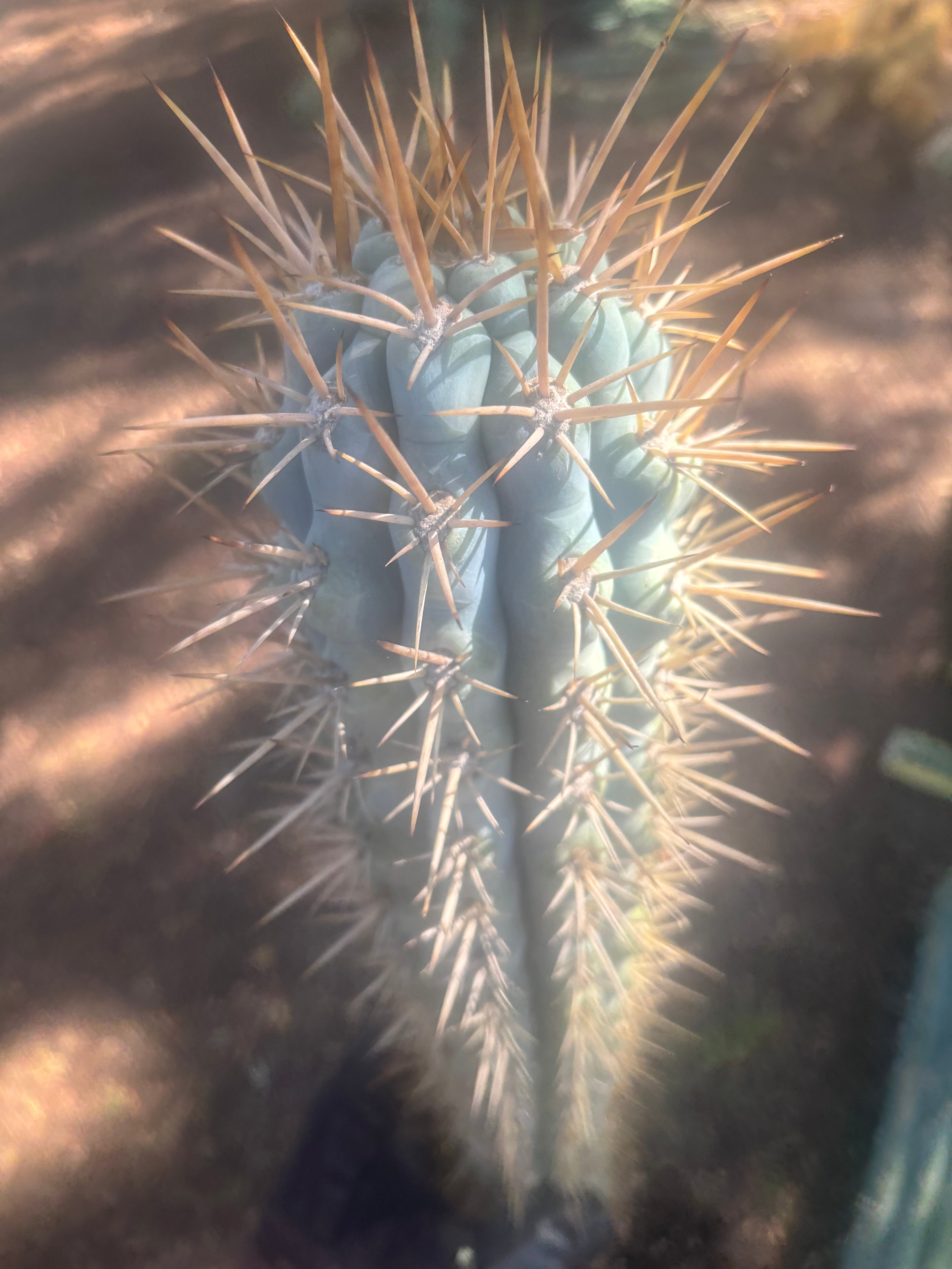💎 Browningia Hertlingiana — BIG Heavy Rooted 24”