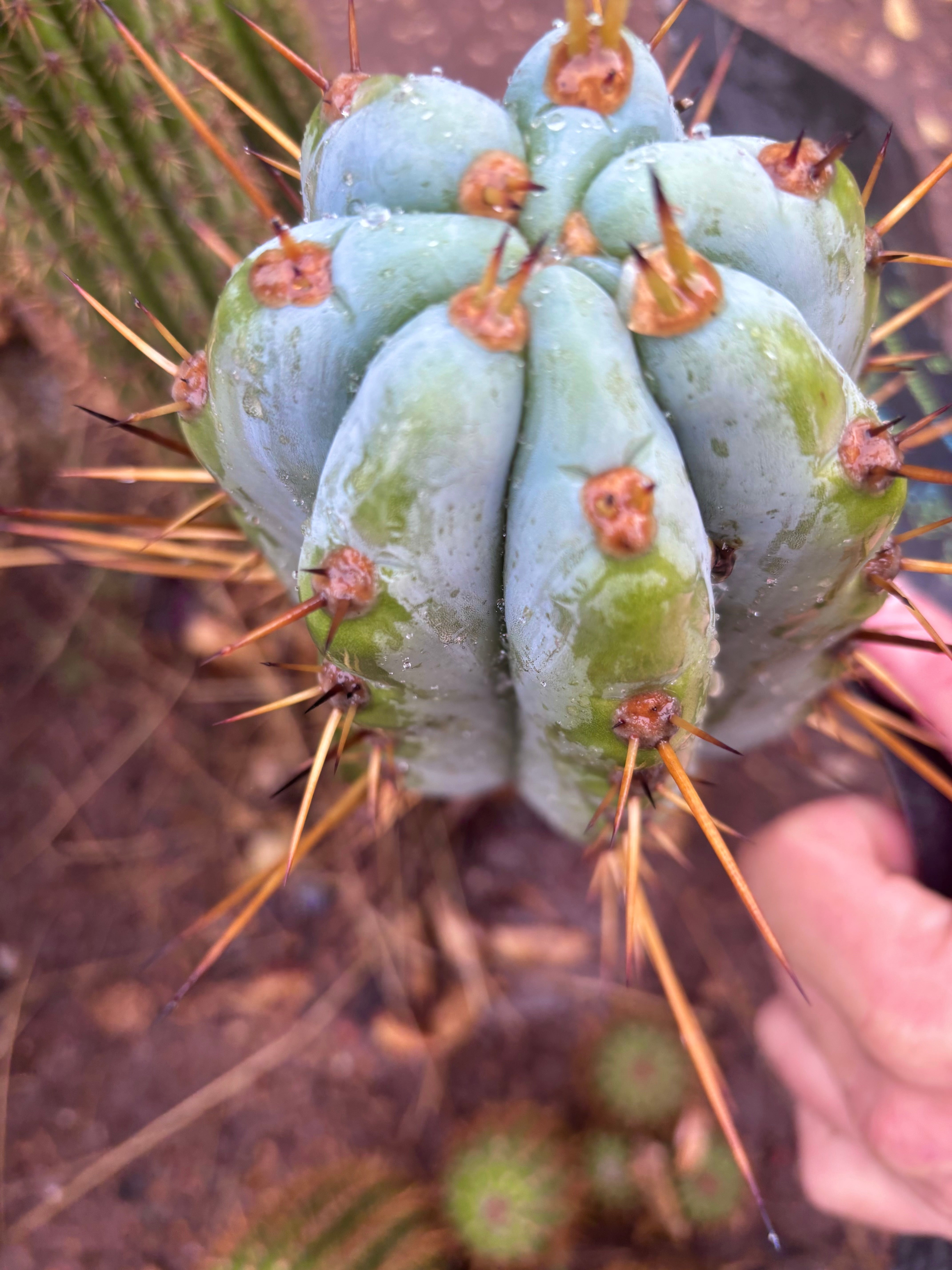 💎👑 BBG48.1540 — Fat 6” Tip