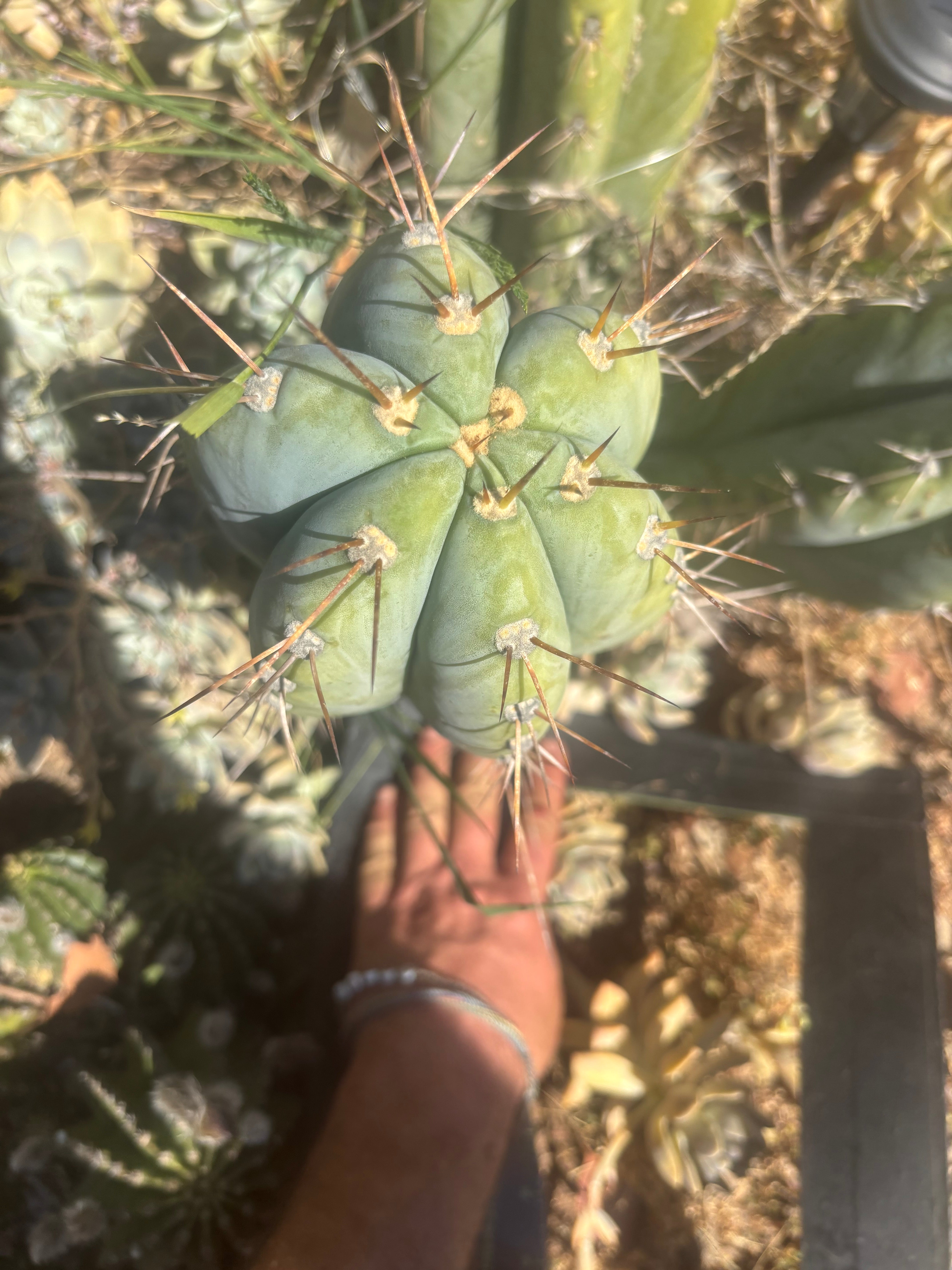 💎👑🌶️ CGG — Massive 16” Melon