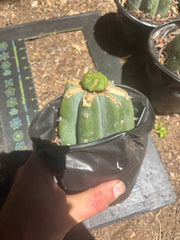 💎👑💎 Havran — Pup Grafts on Rooted Shine01 (3 Available)