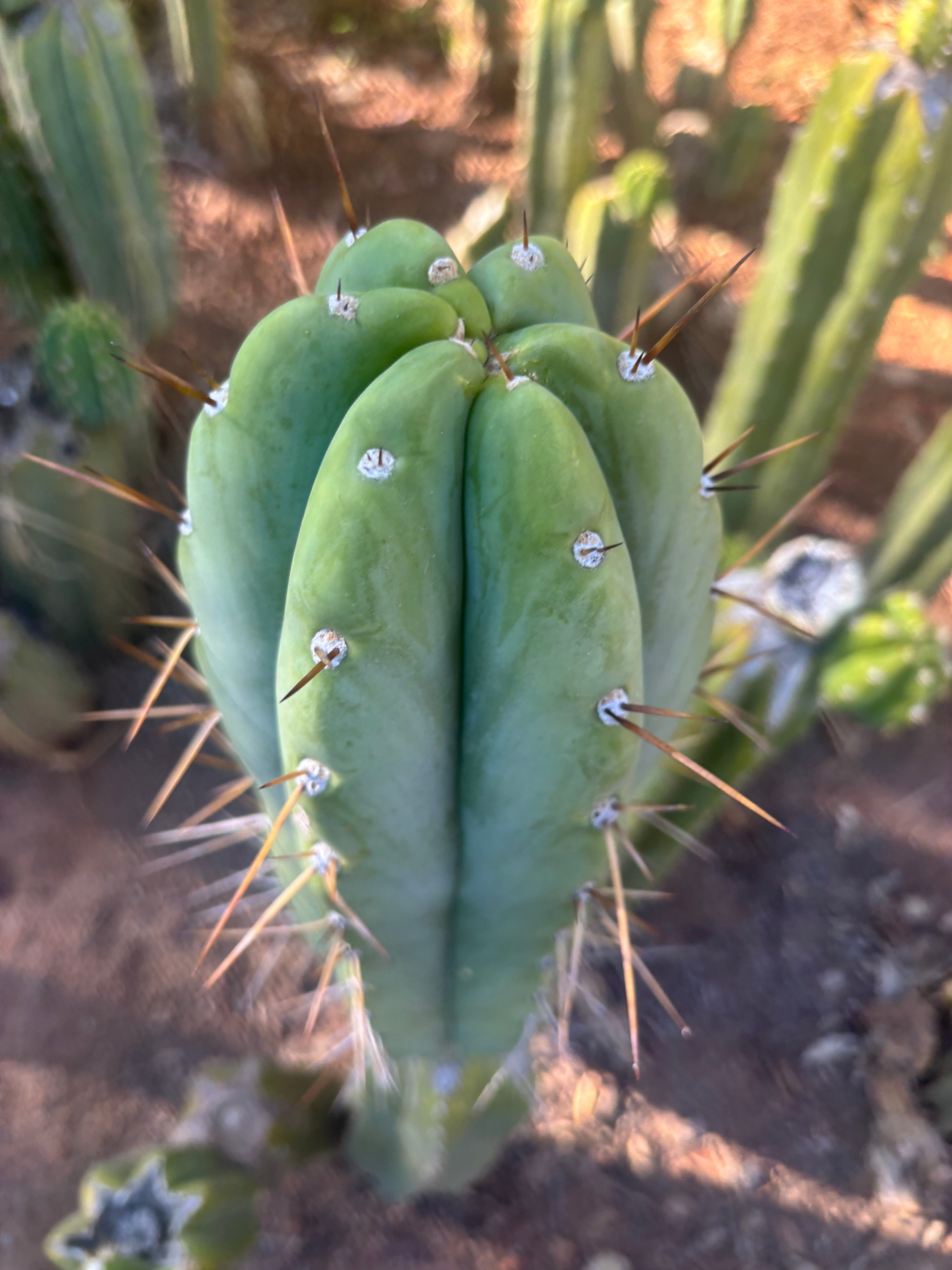 👑🌶️🌶️ Pala — FAT 10” Tip