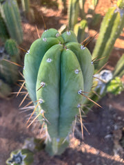 👑🌶️🌶️ Pala — FAT 10” Tip