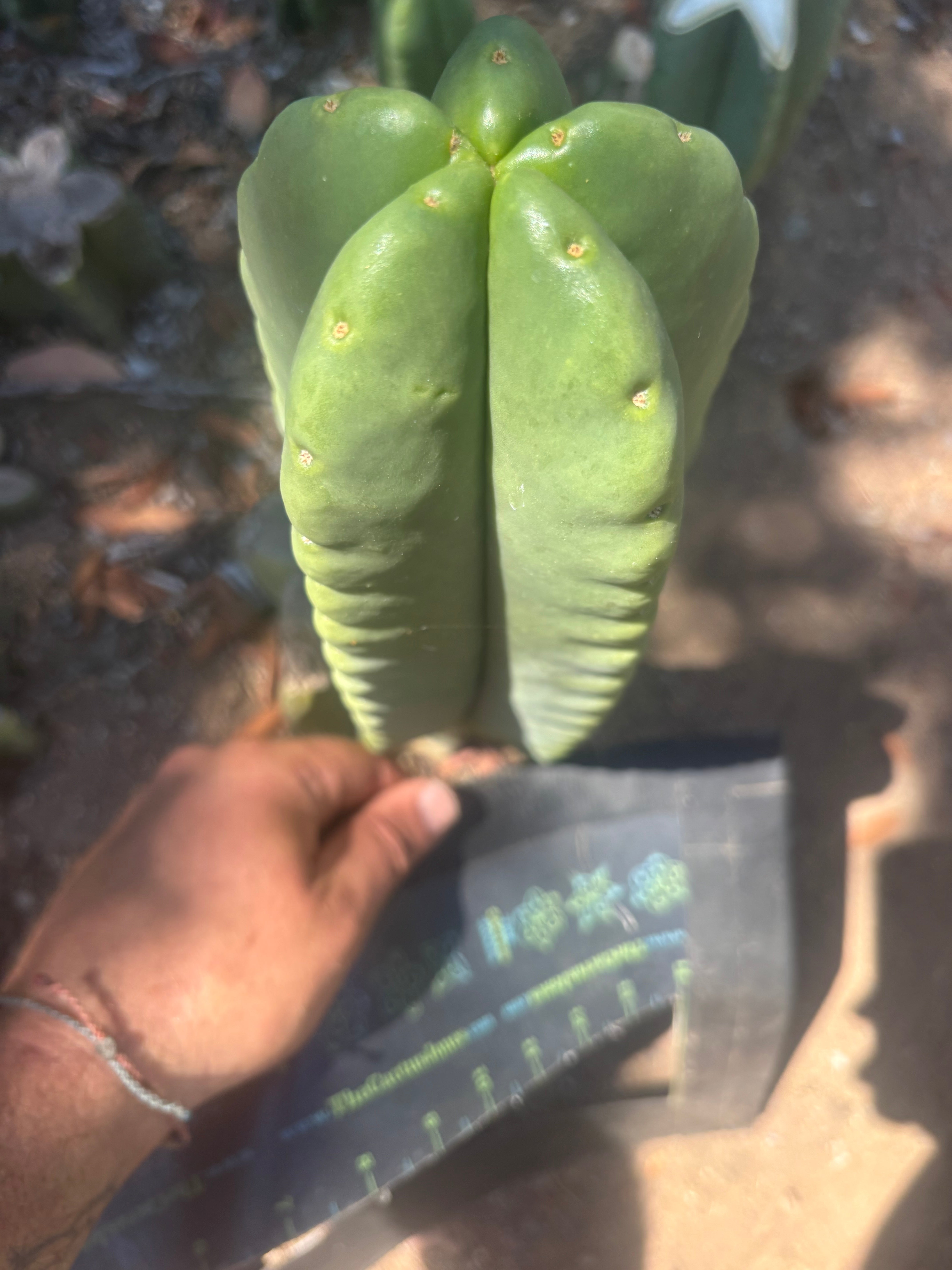 💎👑🌶️ Ferah — Another Chonky 9” Tip