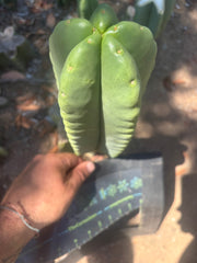 💎👑🌶️ Ferah — Another Chonky 9” Tip